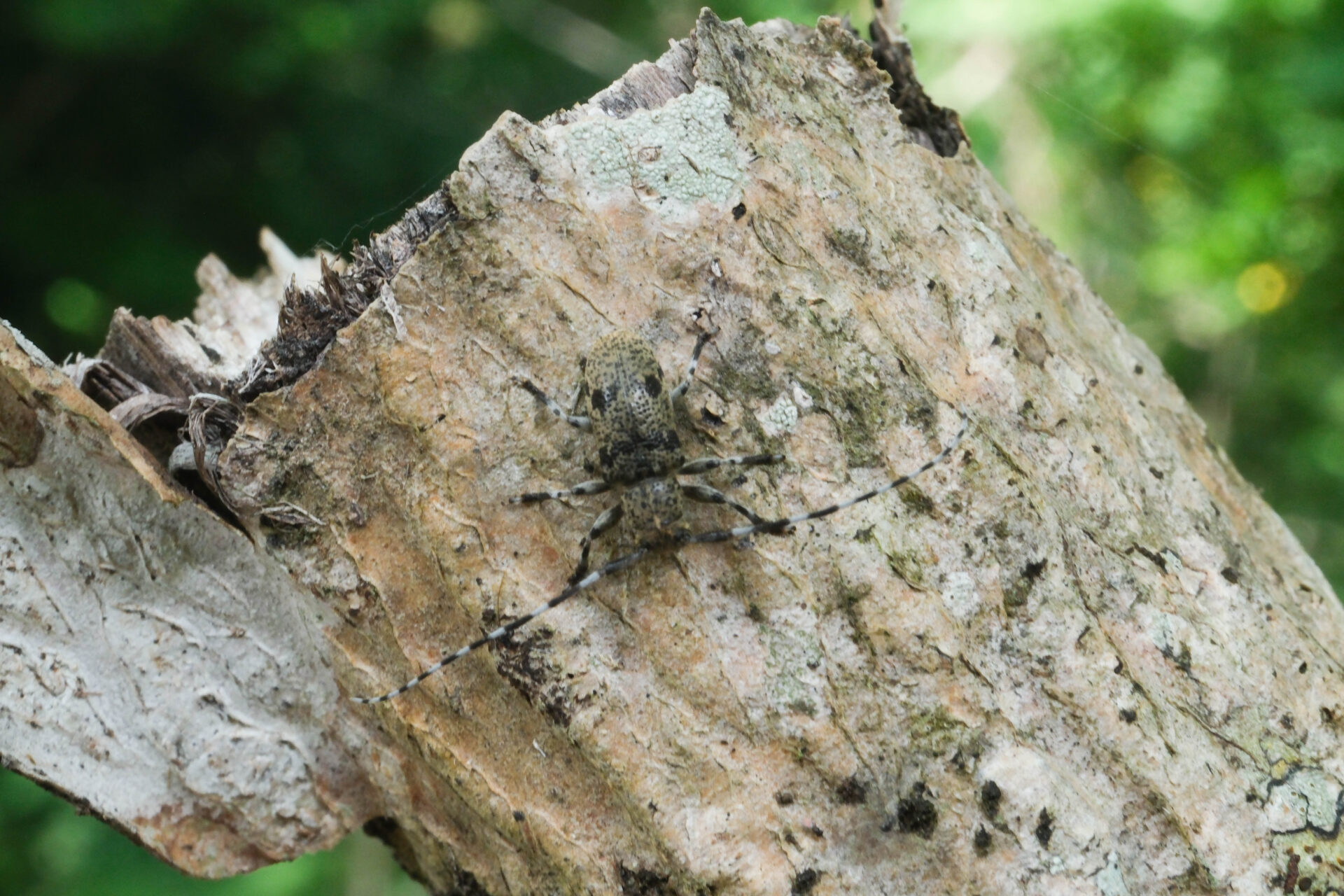 フォトギャラリー：フタスジゴマフカミキリ - (5)