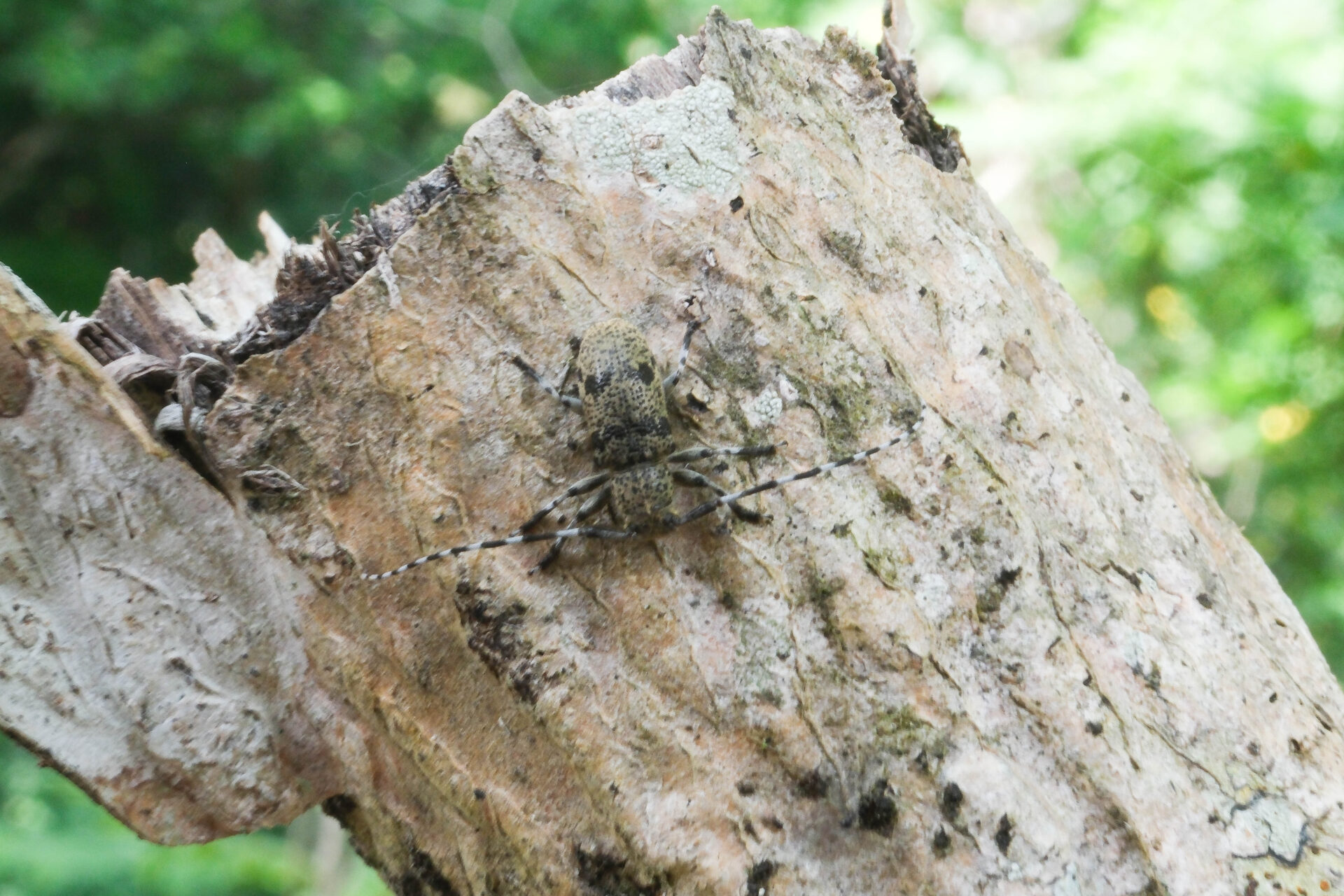 フォトギャラリー：フタスジゴマフカミキリ - (6)