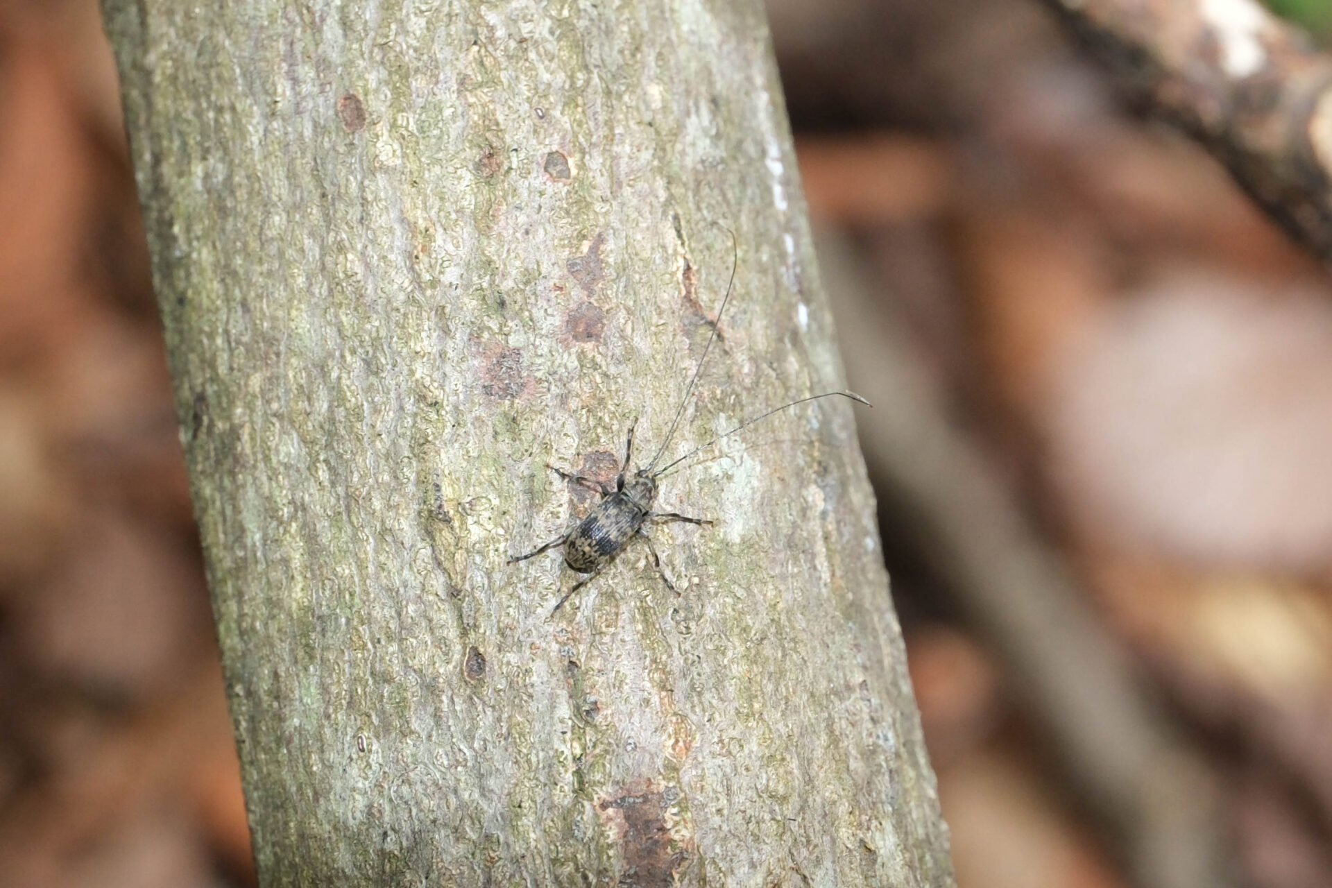 フォトギャラリー：クロオビヒゲナガゾウムシ