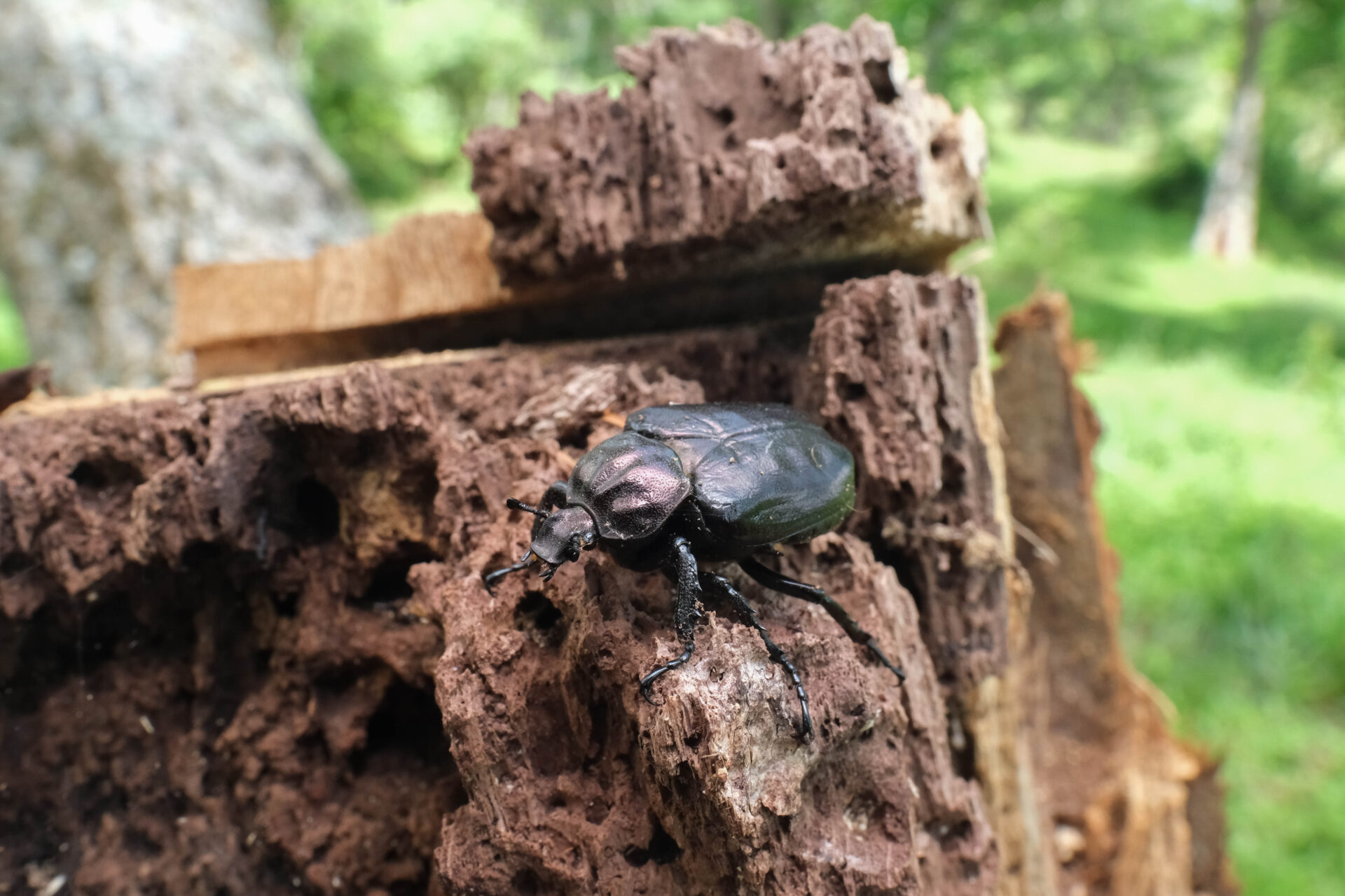 フォトギャラリー：オオチャイロハナムグリ - (3)