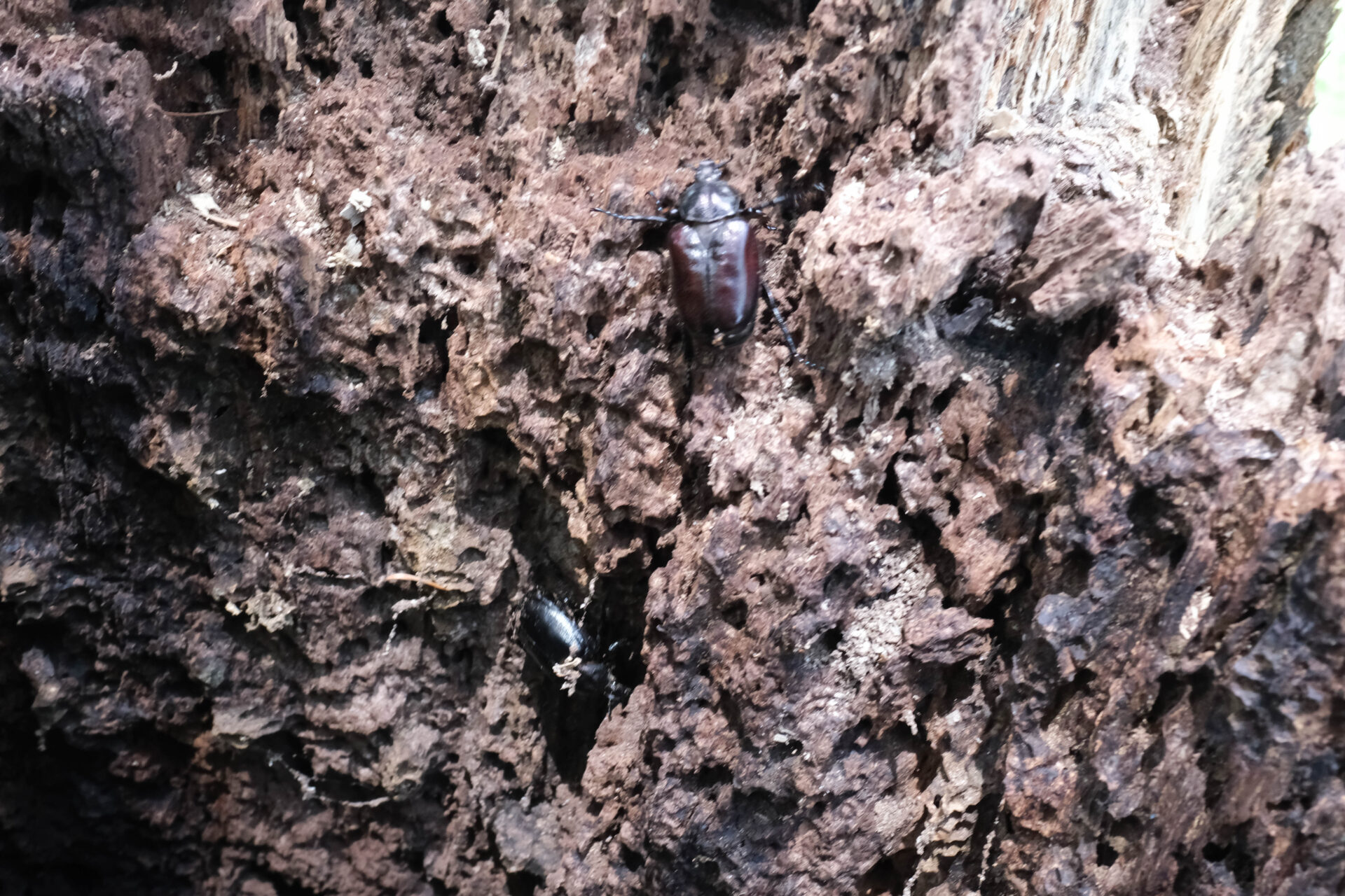 フォトギャラリー：オオチャイロハナムグリ