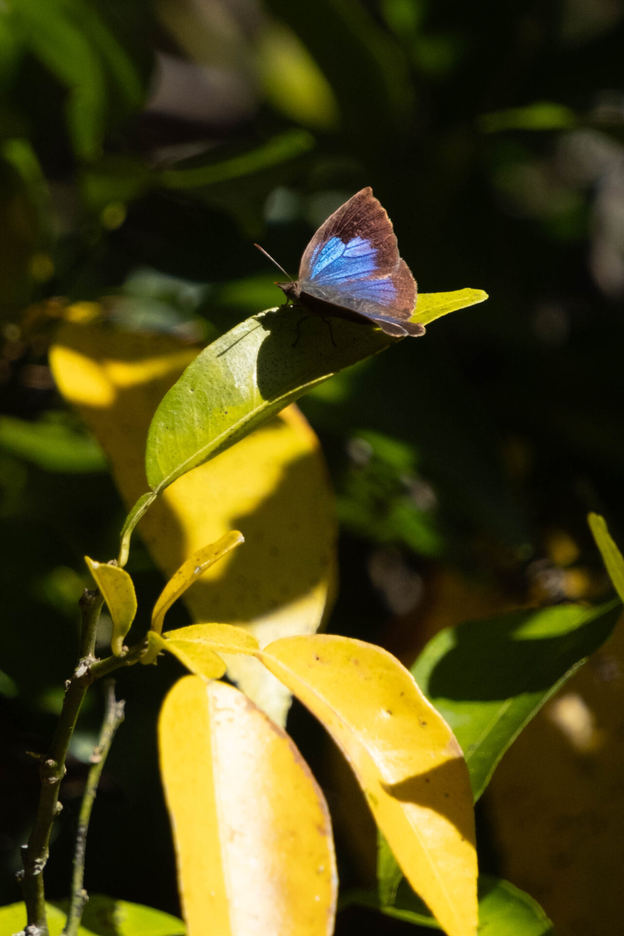 フォトギャラリー：ムラサキシジミ - (4)