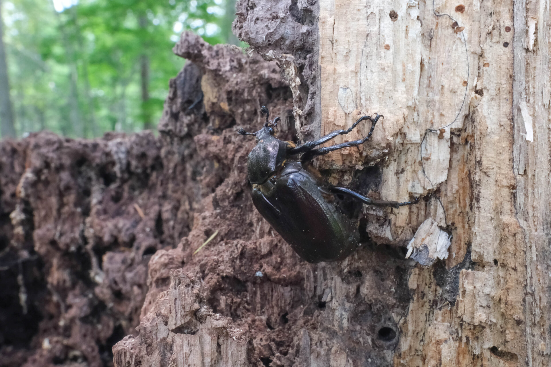 フォトギャラリー：オオチャイロハナムグリ - (2)