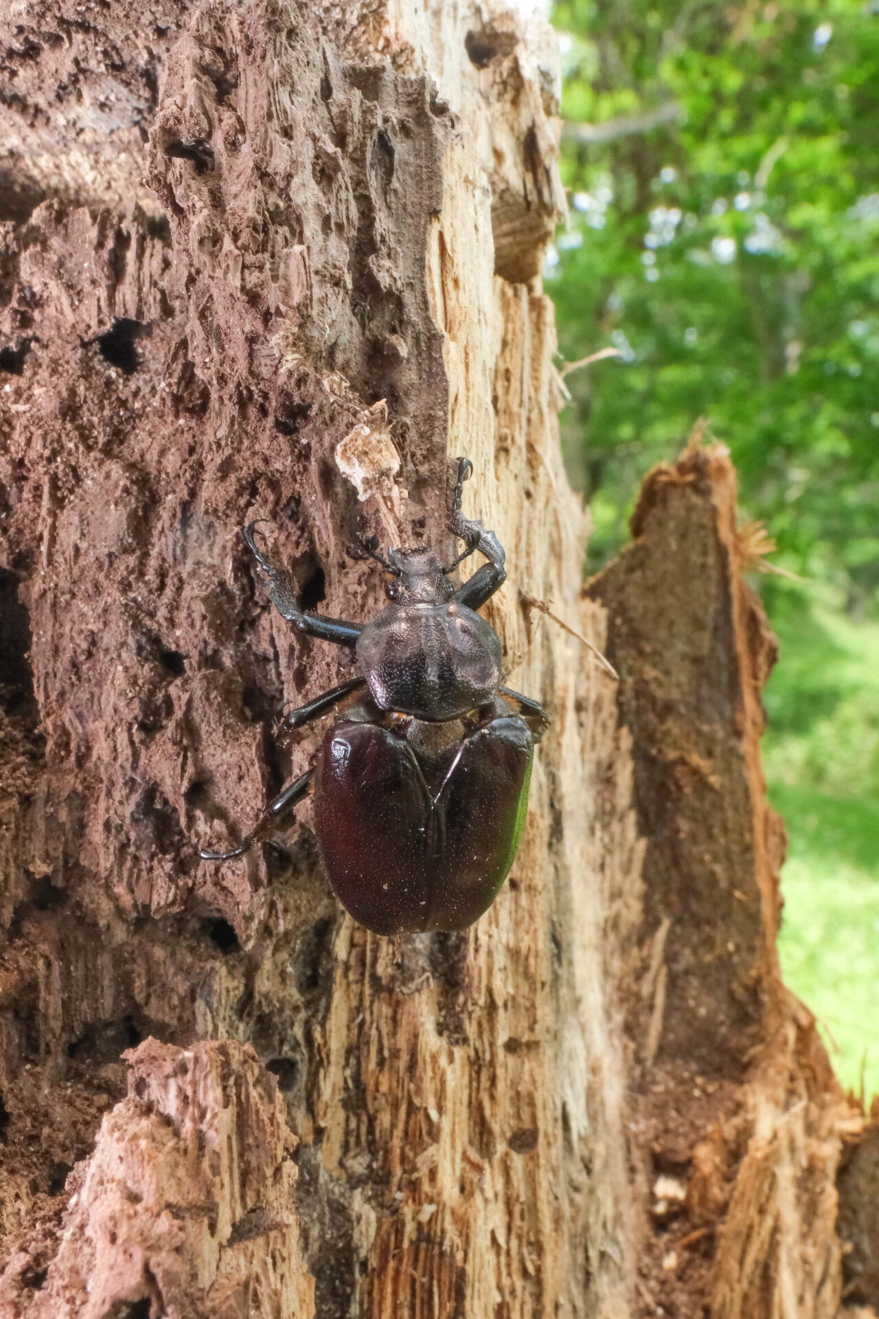 フォトギャラリー：オオチャイロハナムグリ - (4)