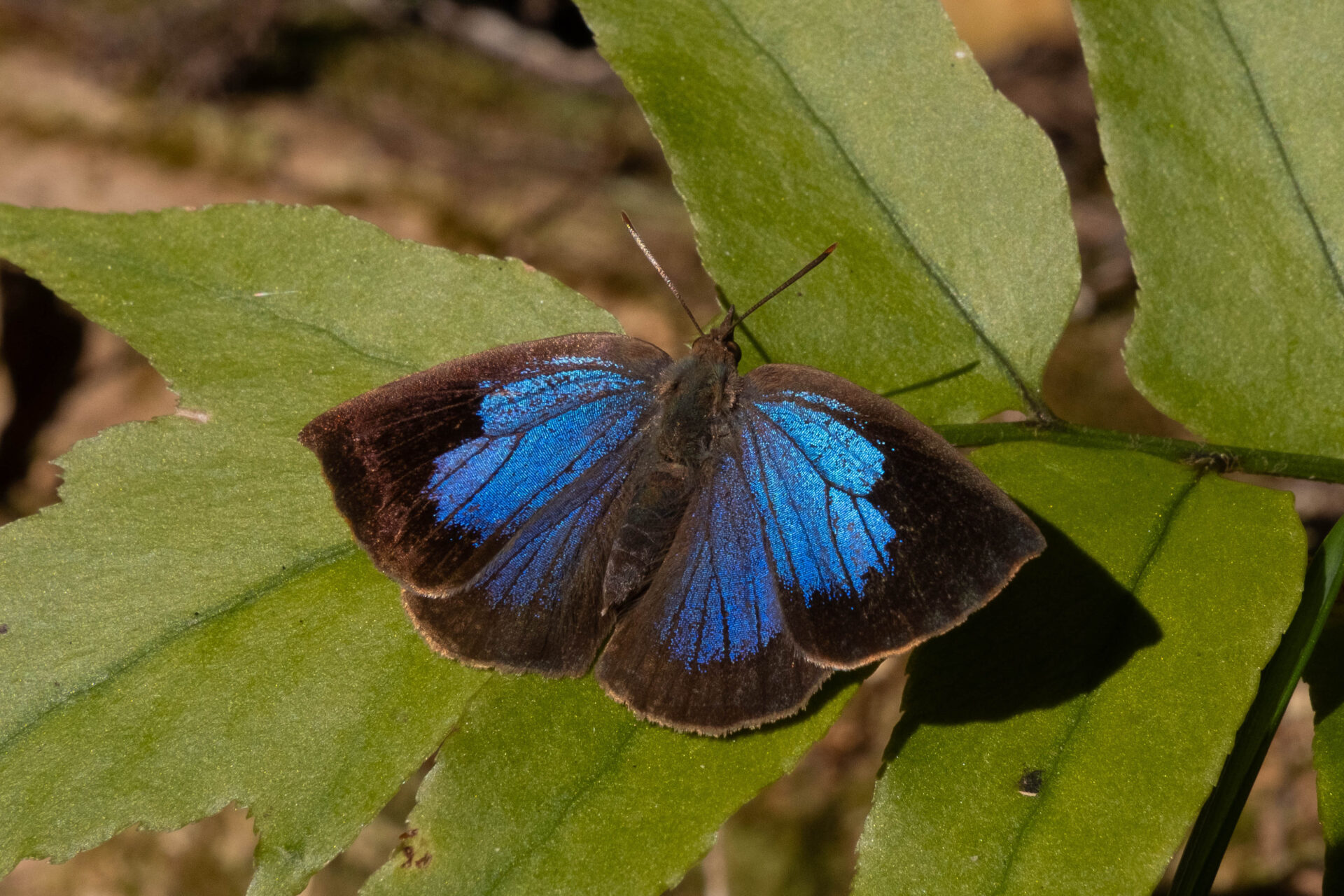 フォトギャラリー：ムラサキシジミ - (3)