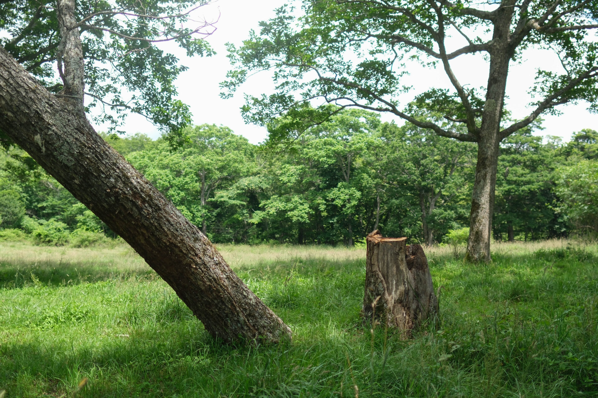 フォトギャラリー：オオチャイロハナムグリ - (5)