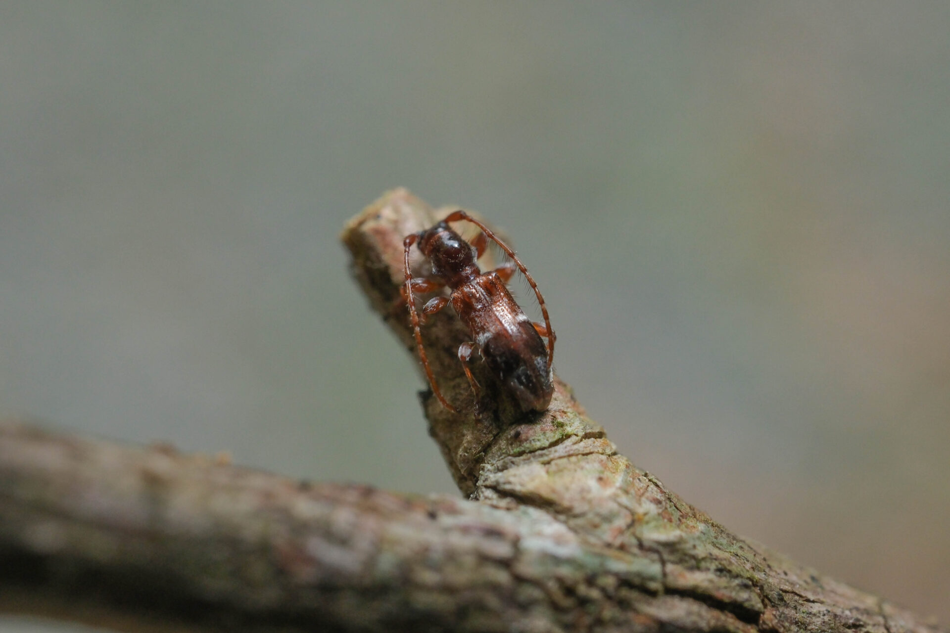 フォトギャラリー：カッコウカミキリ