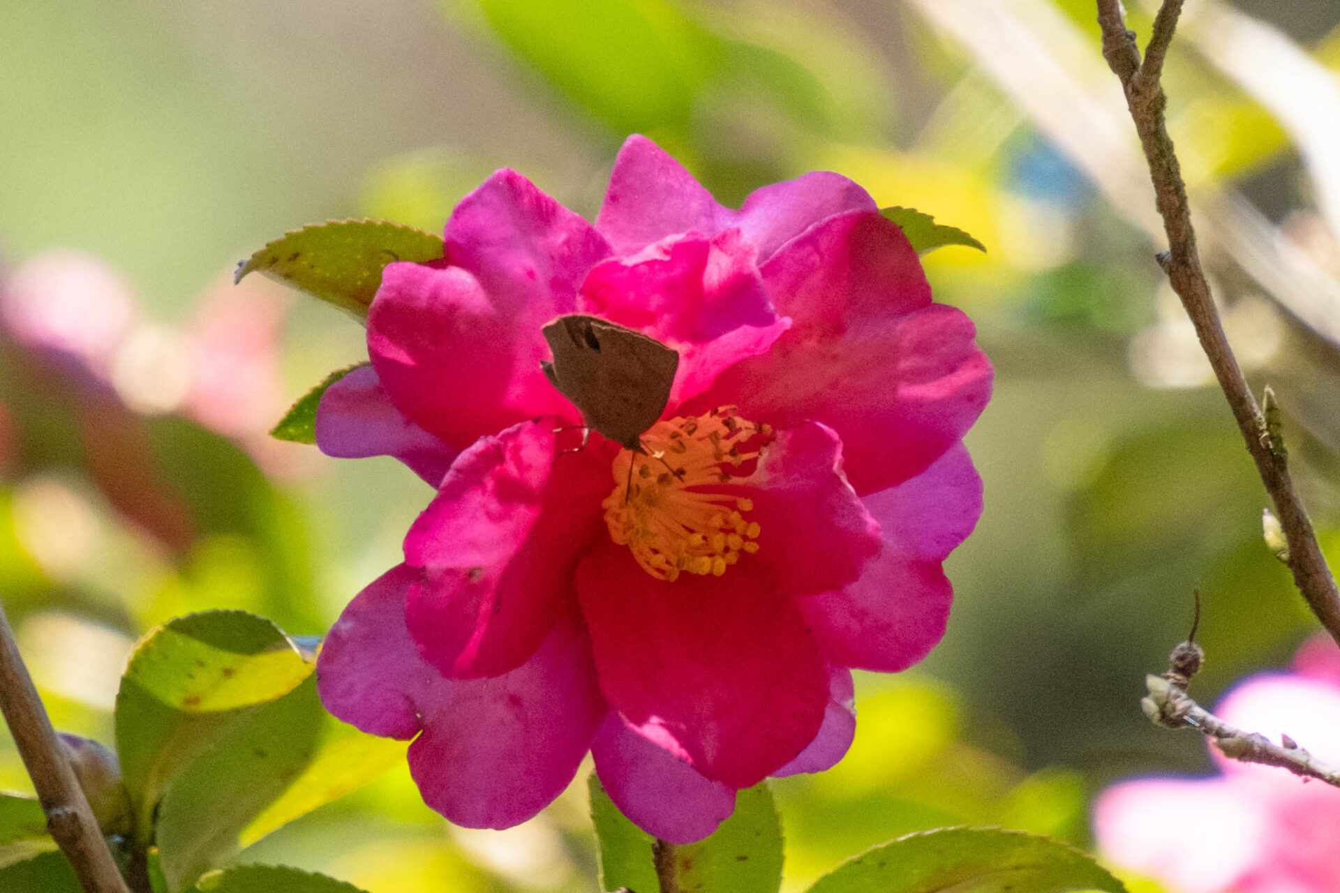 フォトギャラリー：ムラサキシジミ - (2)