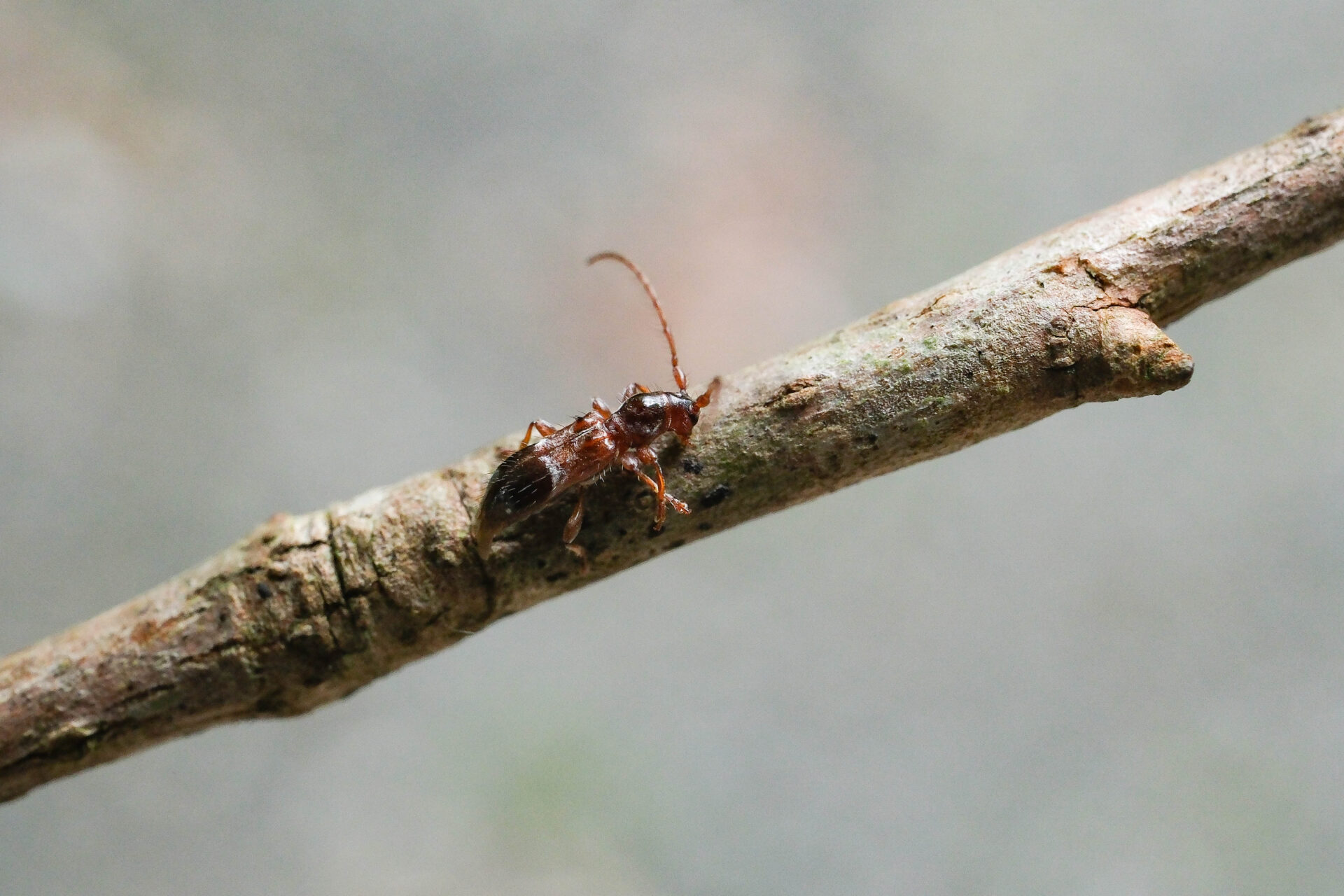 フォトギャラリー：カッコウカミキリ - (5)