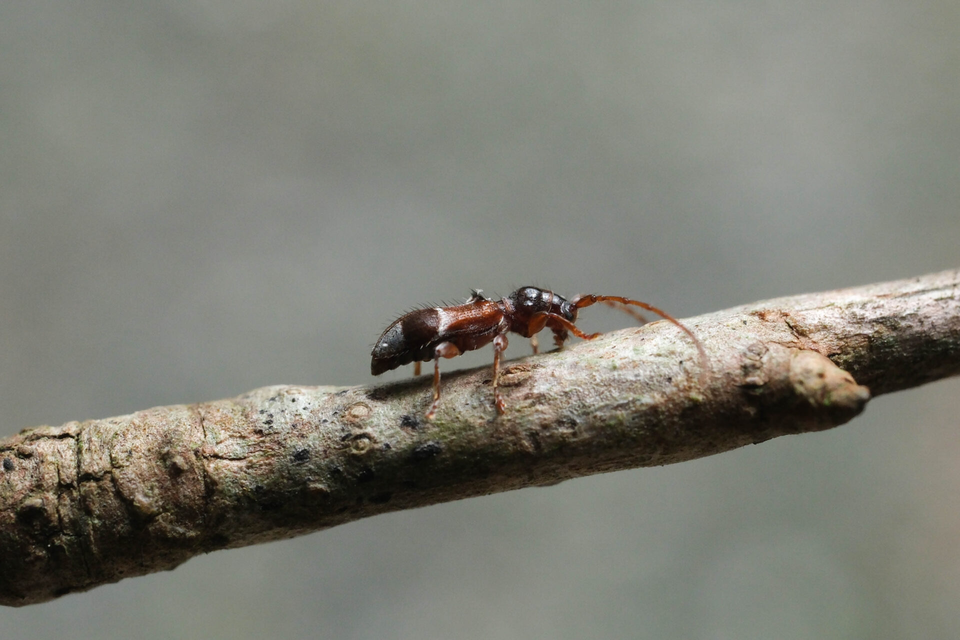 フォトギャラリー：カッコウカミキリ - (6)