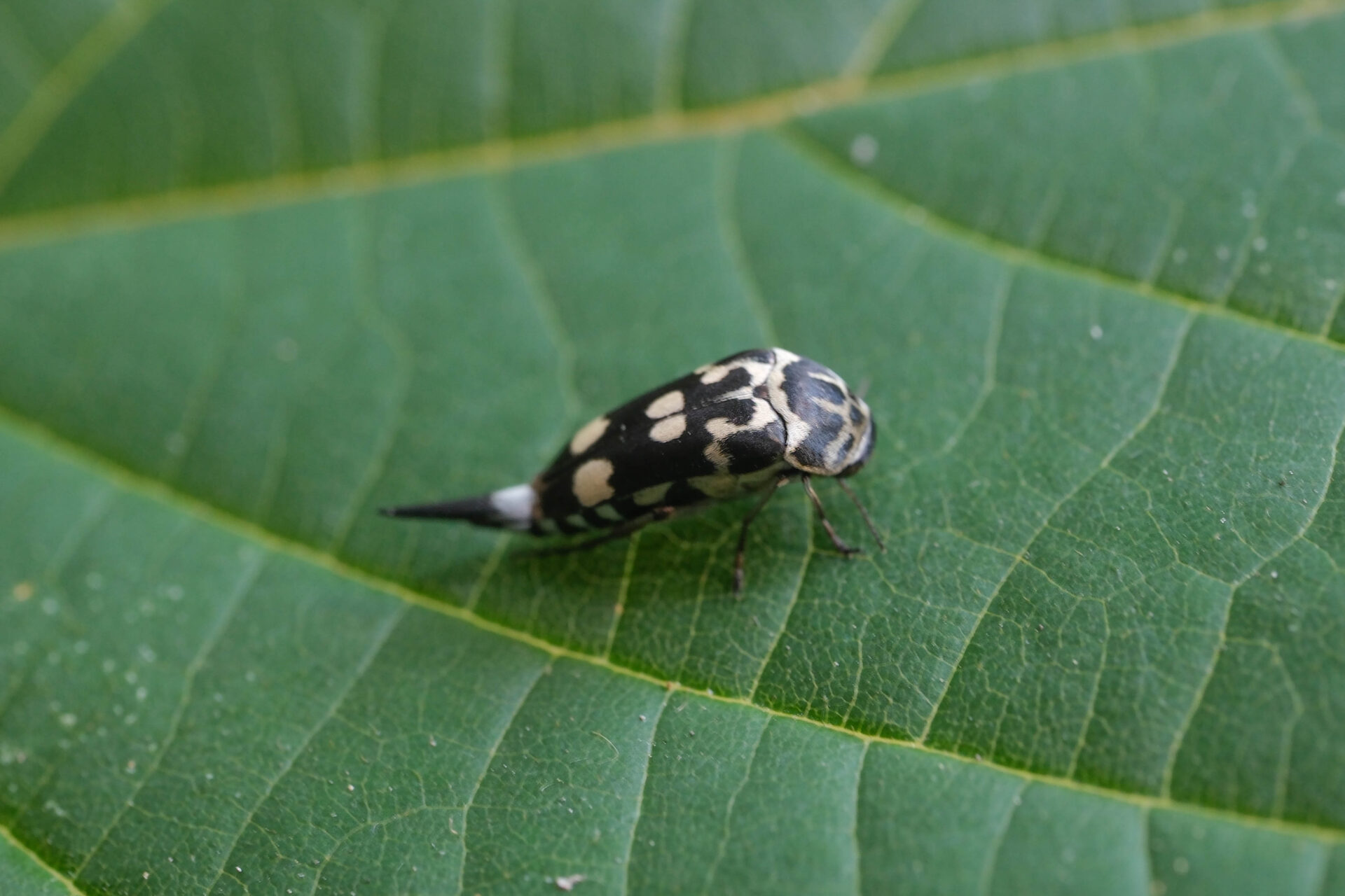 フォトギャラリー：オオシラホシハナノミ - (4)