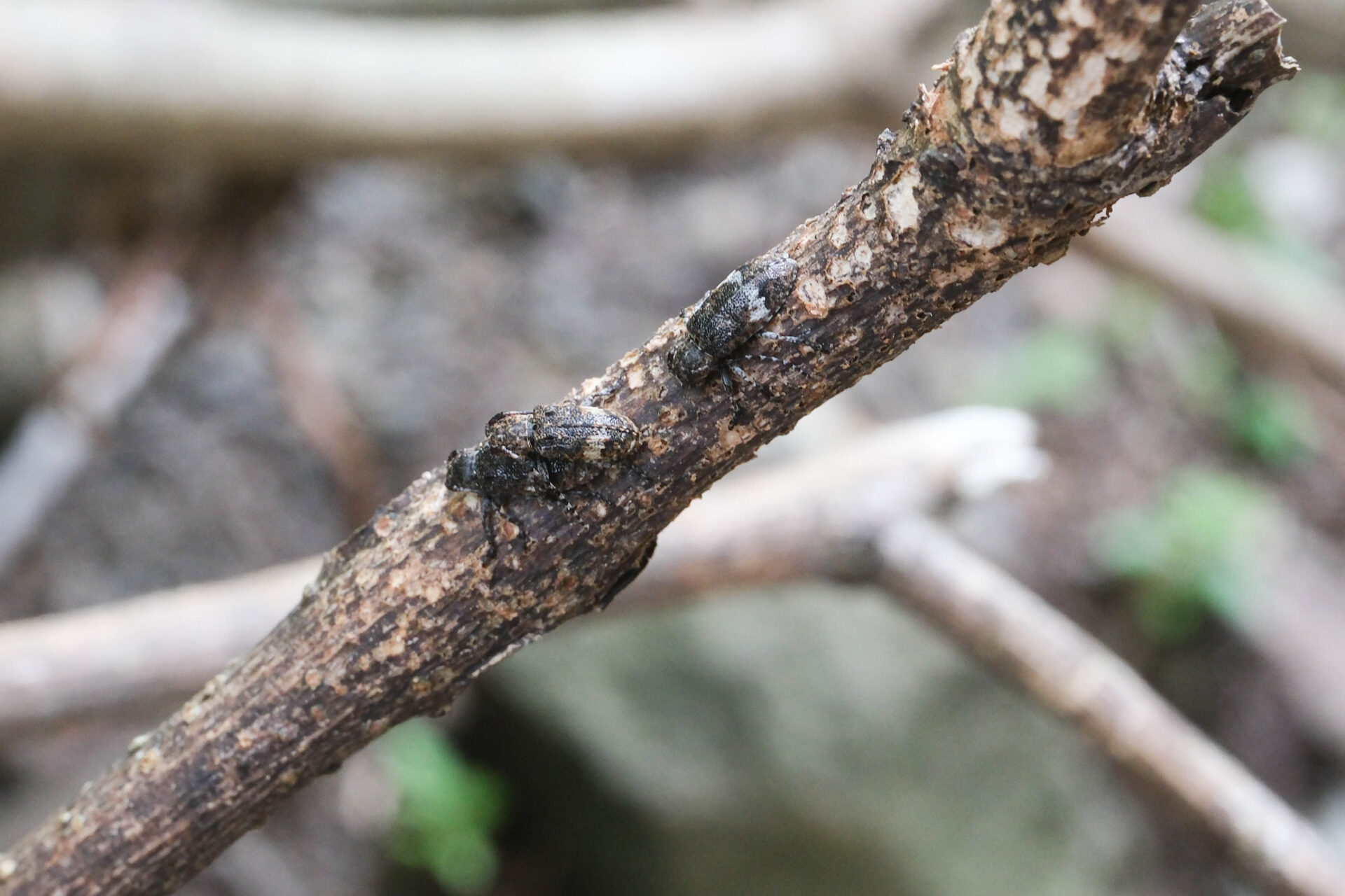 フォトギャラリー：クリサビカミキリ