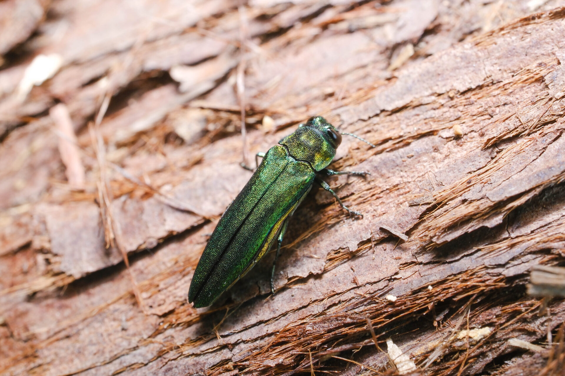 アオナガタマムシページ背景画像