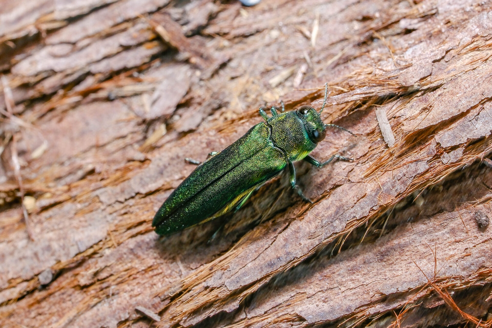 フォトギャラリー：アオナガタマムシ
