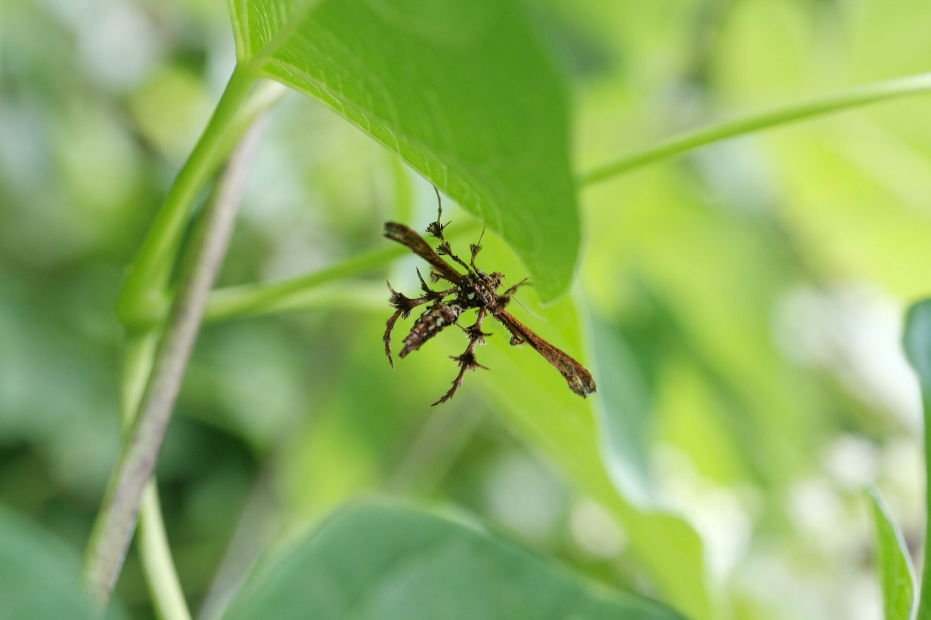 フォトギャラリー：トリバガの一種（未同定） - (2)