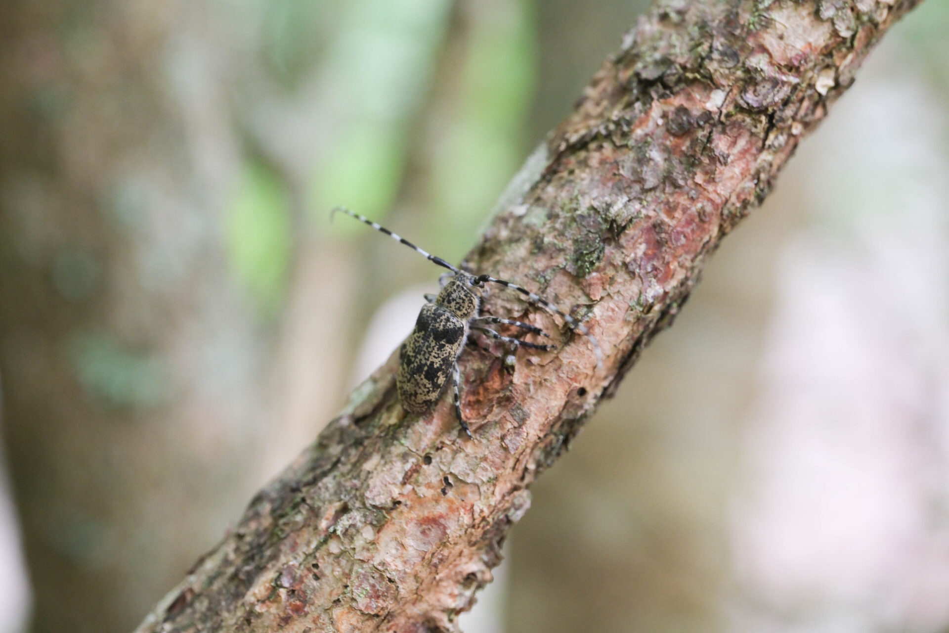 フォトギャラリー：フタスジゴマフカミキリ - (7)