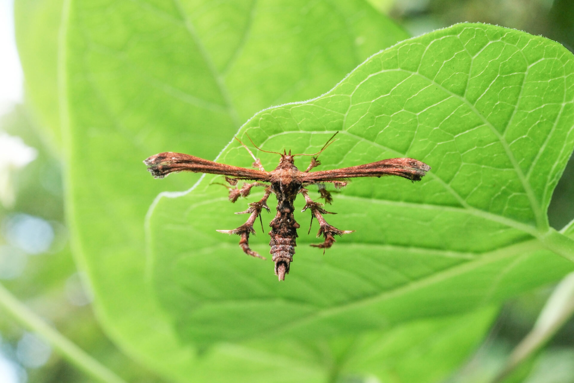フォトギャラリー：トリバガの一種（未同定）