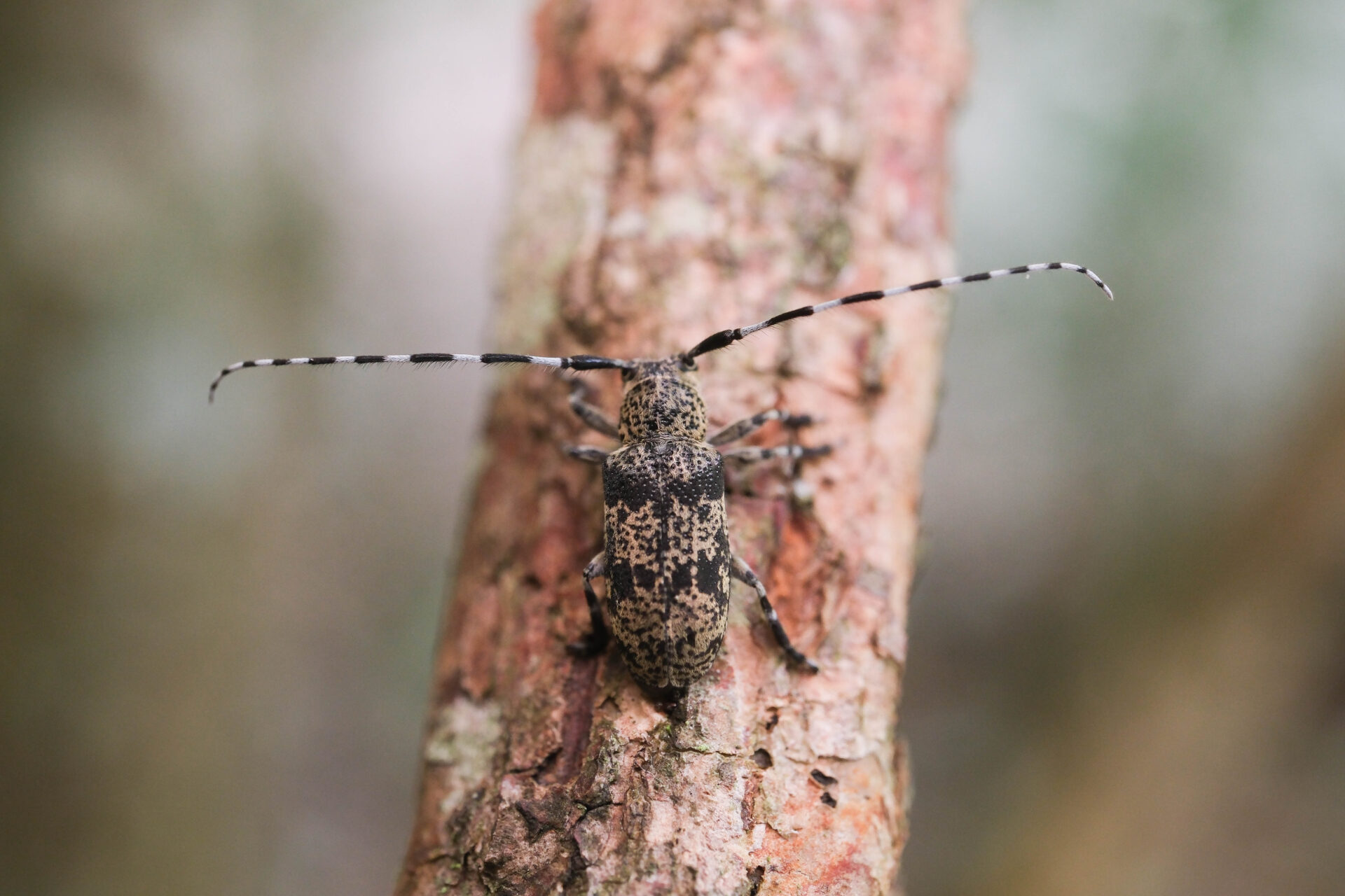 フォトギャラリー：フタスジゴマフカミキリ - (8)