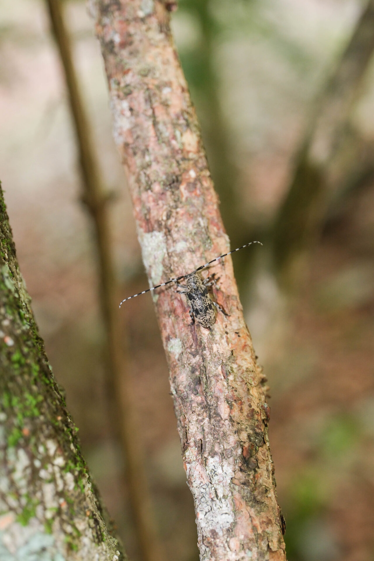 フォトギャラリー：フタスジゴマフカミキリ - (10)