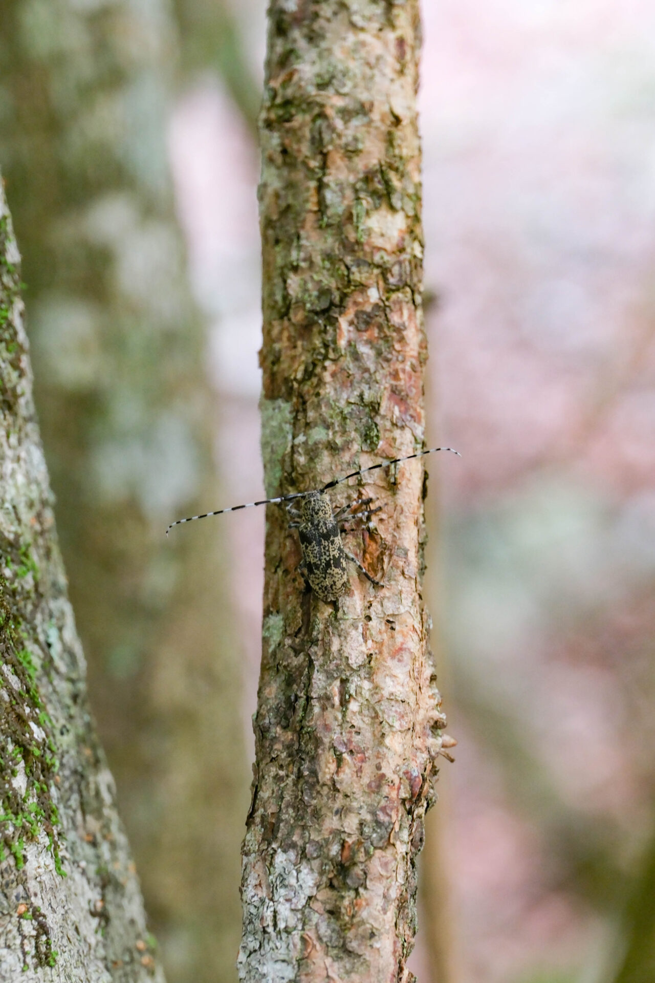 フォトギャラリー：フタスジゴマフカミキリ - (11)