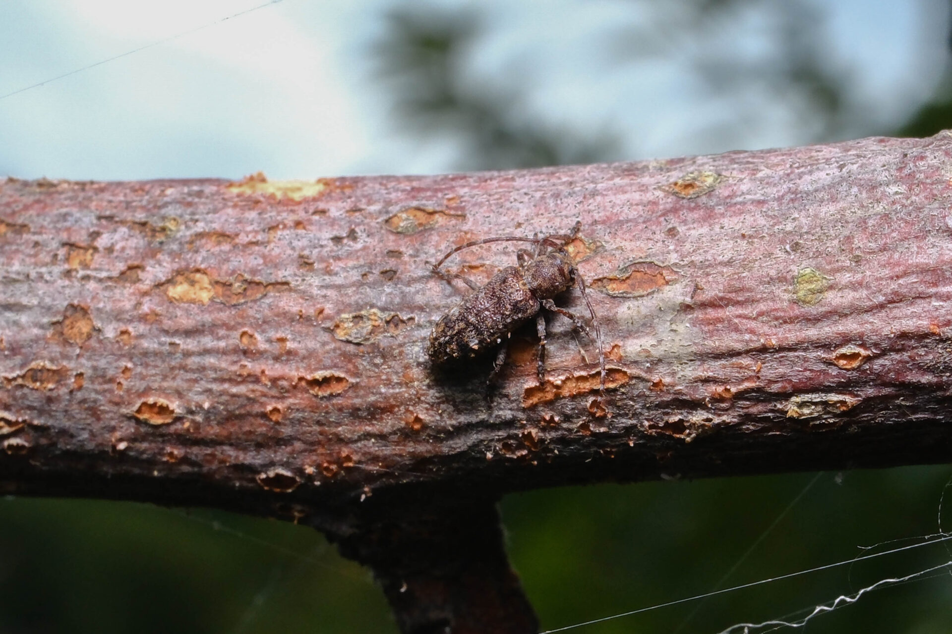 フォトギャラリー：マルモンサビカミキリ