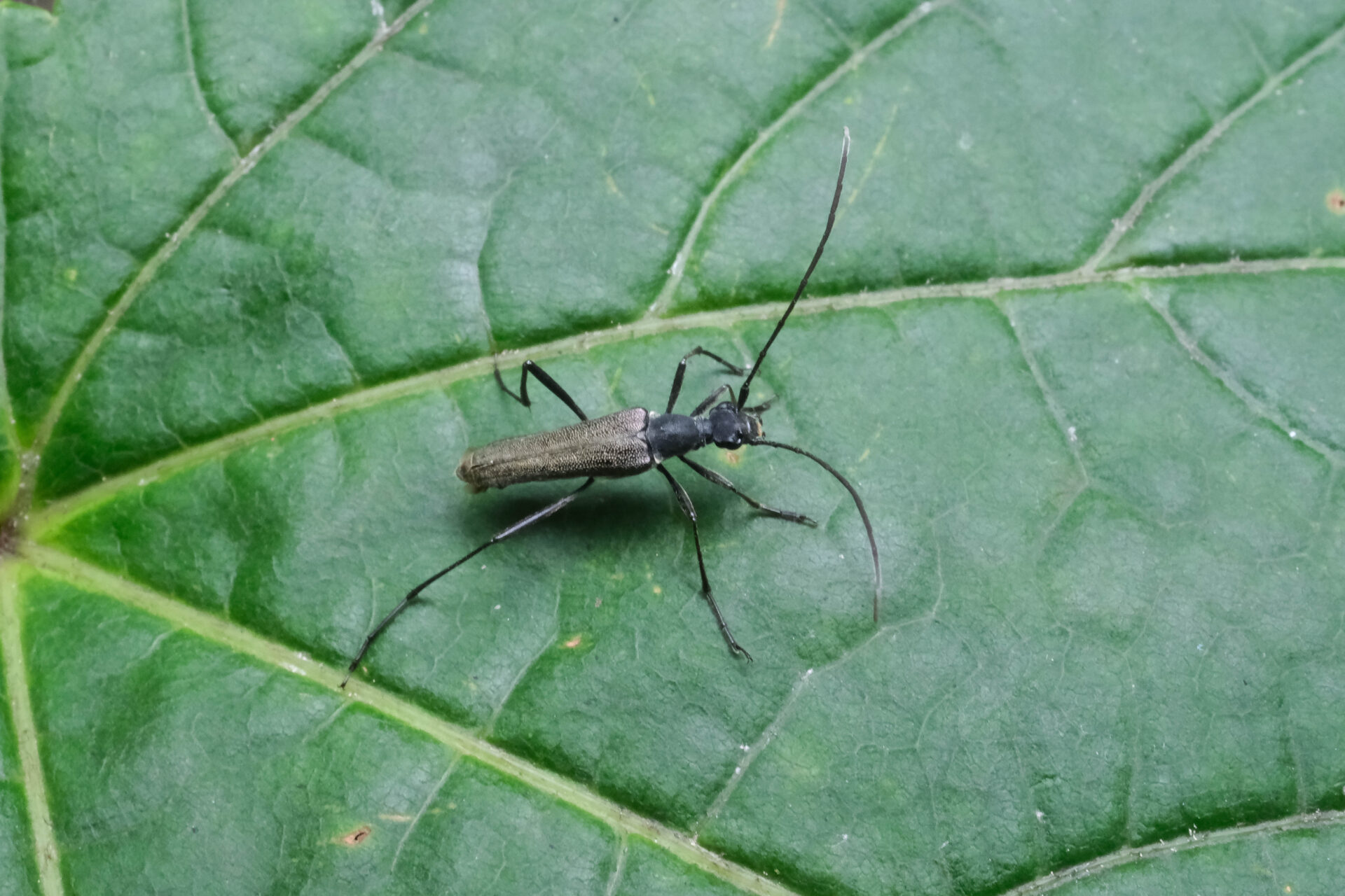 フォトギャラリー：ホンドアオバホソハナカミキリ