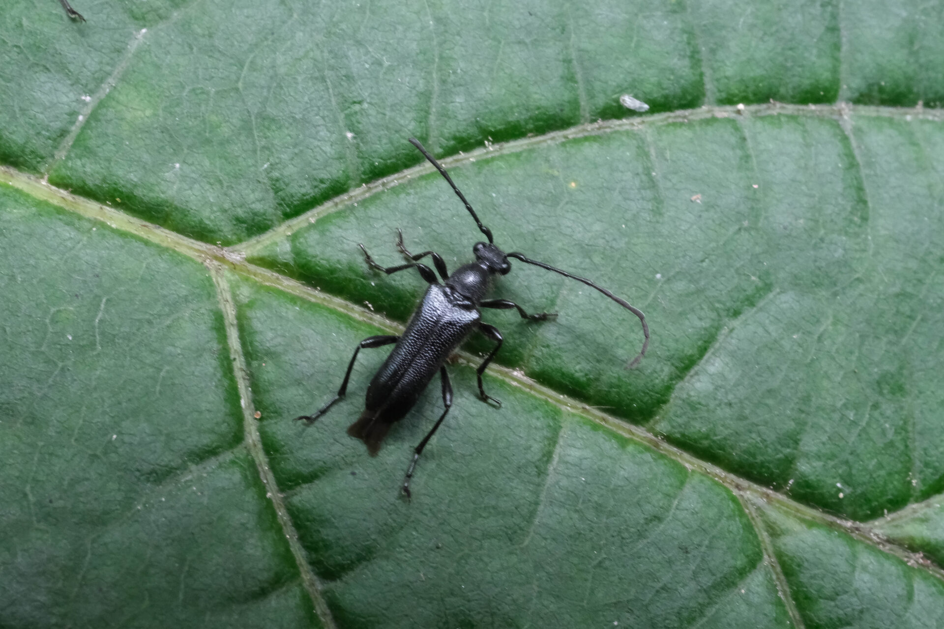 フォトギャラリー：ミヤマクロハナカミキリ