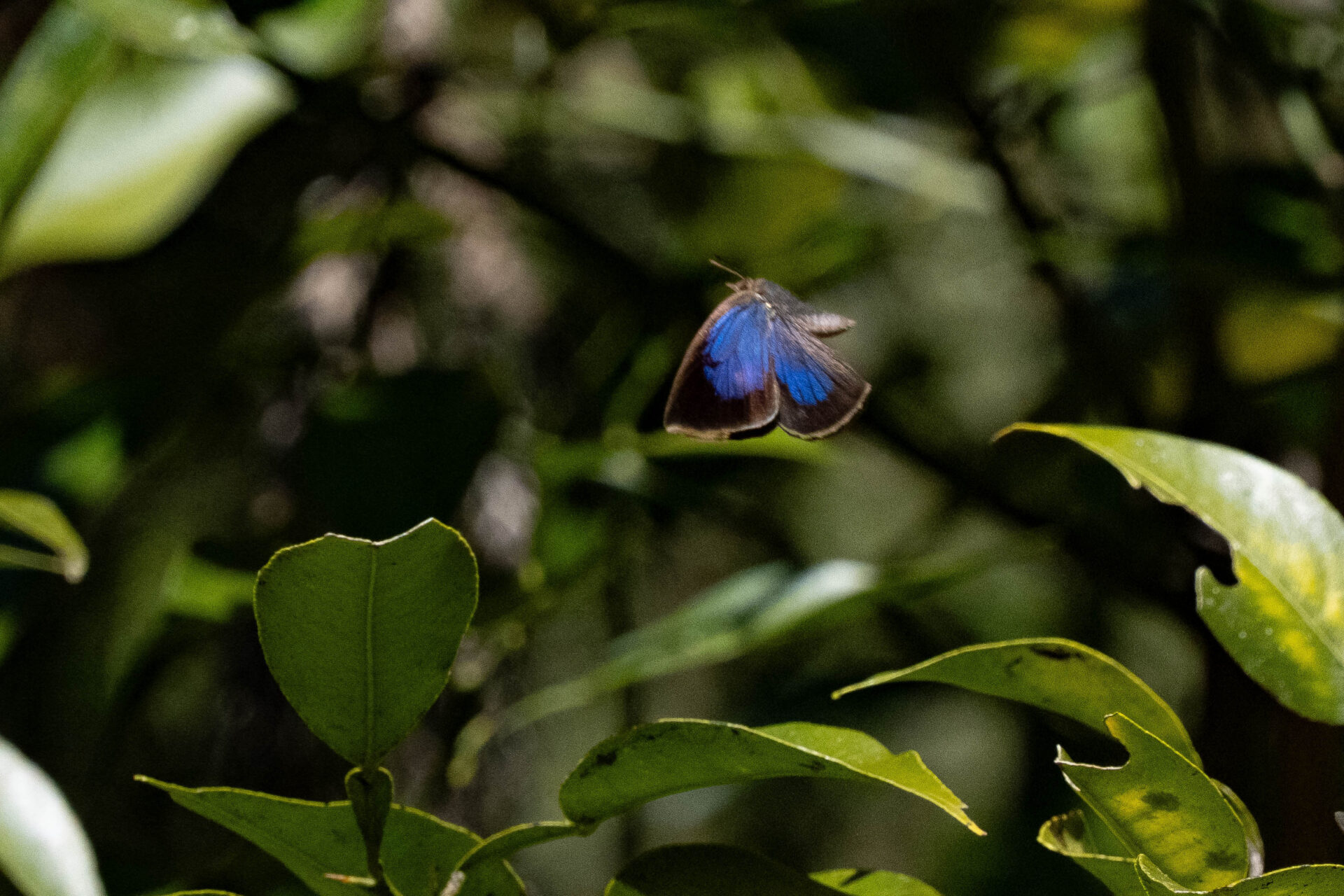 フォトギャラリー：ムラサキシジミ - (1)