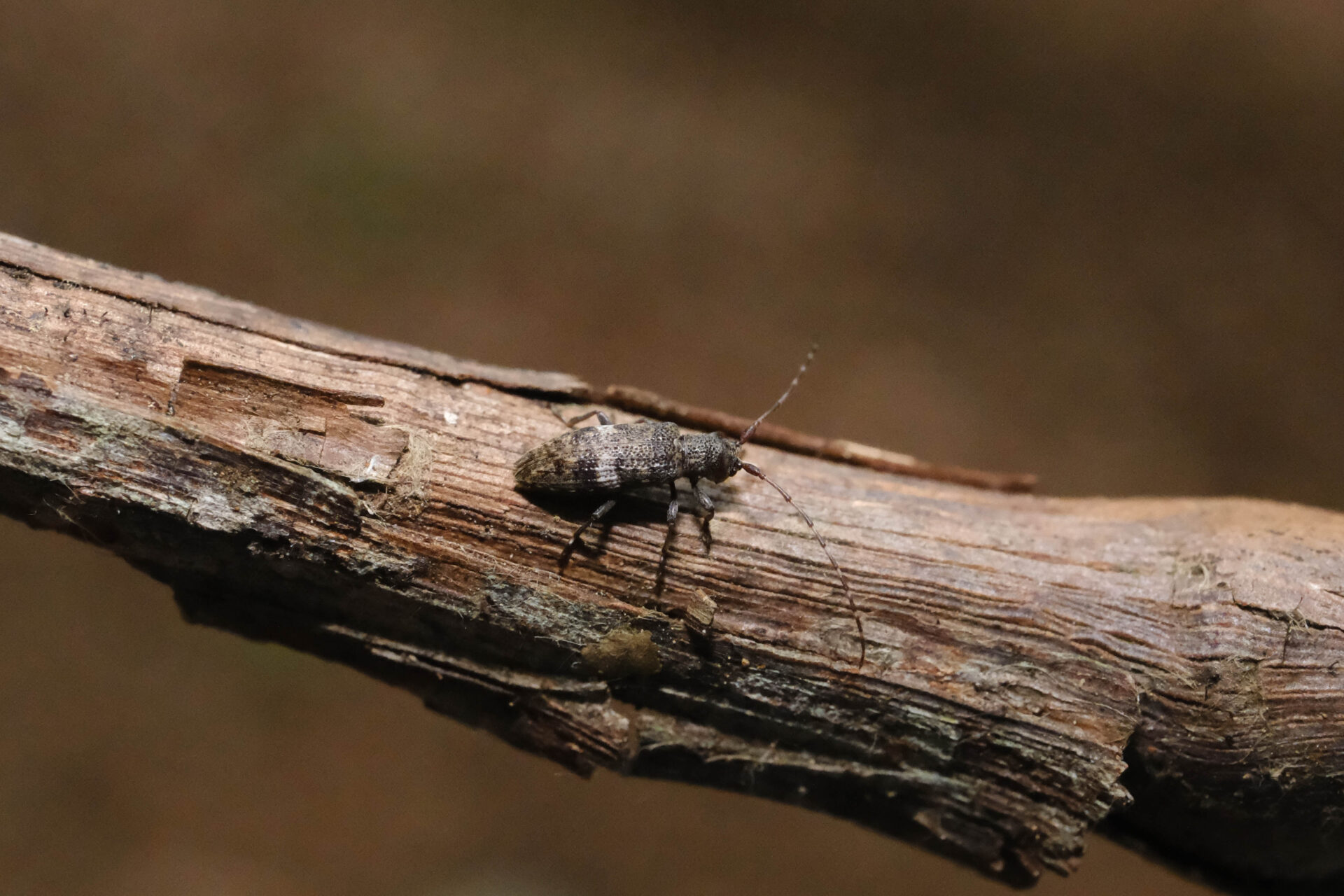 フォトギャラリー：ヒトオビチビカミキリ - (2)