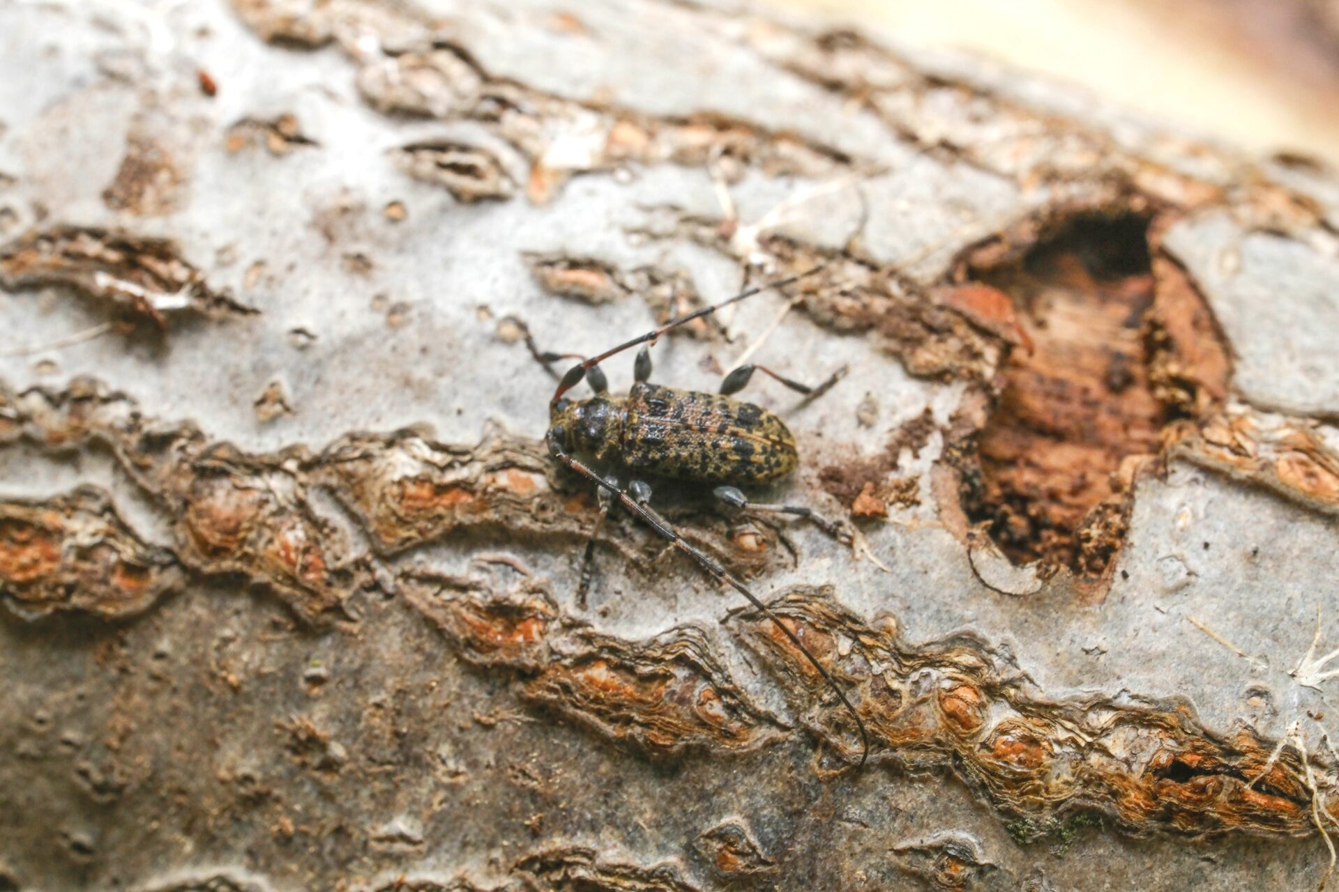 フォトギャラリー：ゴイシモモブトカミキリ - (2)