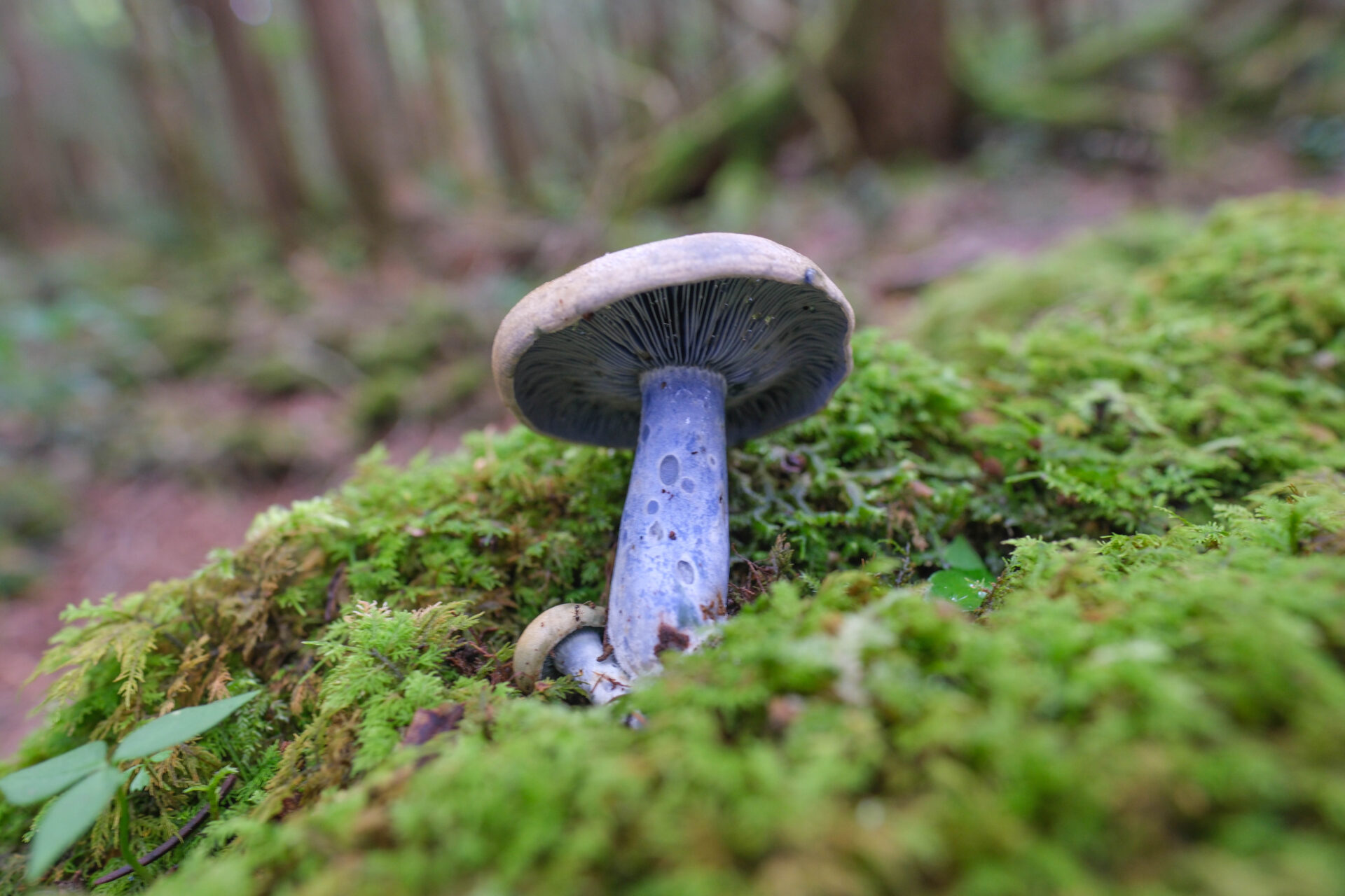 フォトギャラリー：ルリハツタケ - (5)