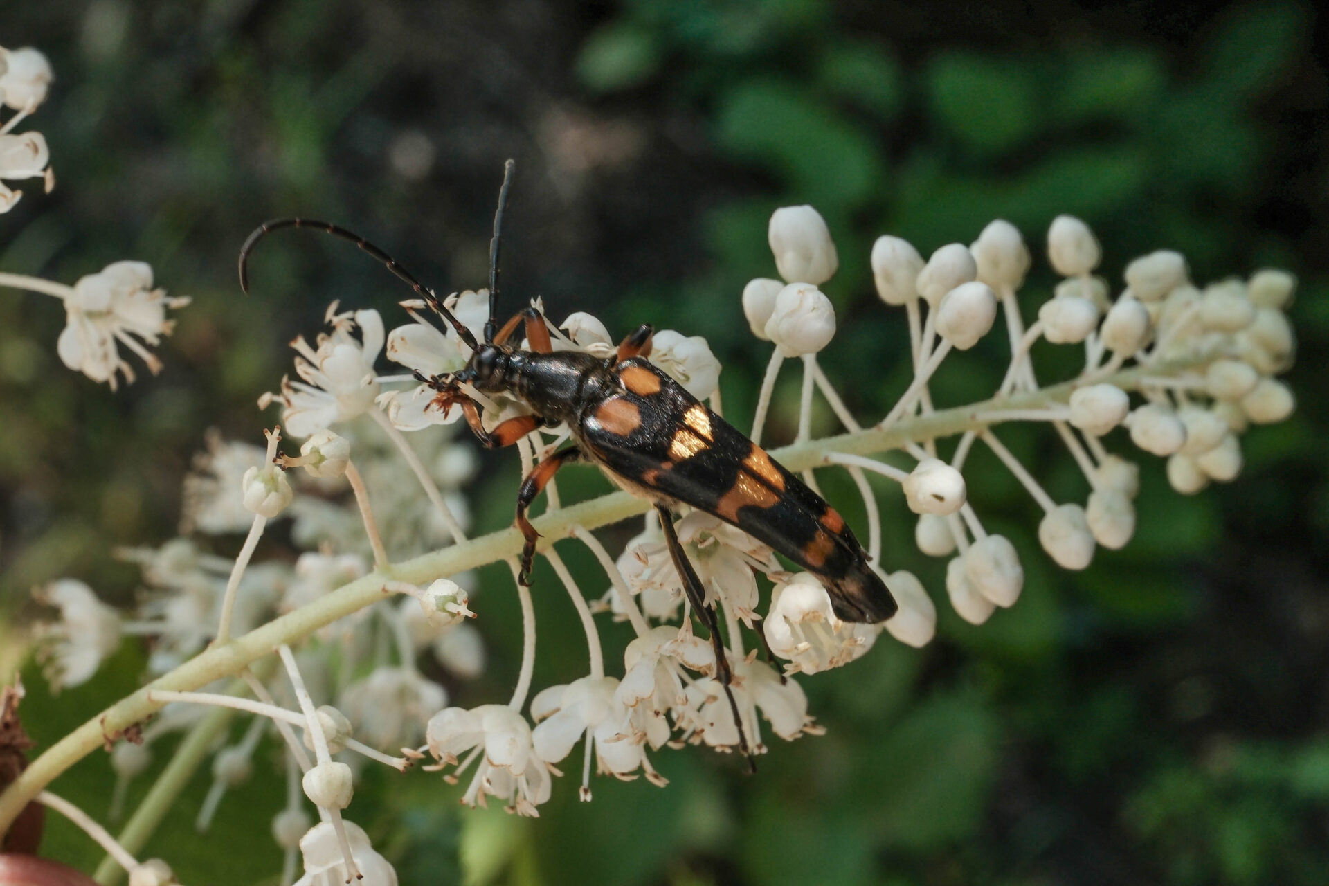 フォトギャラリー：オオヨツスジハナカミキリ - (2)