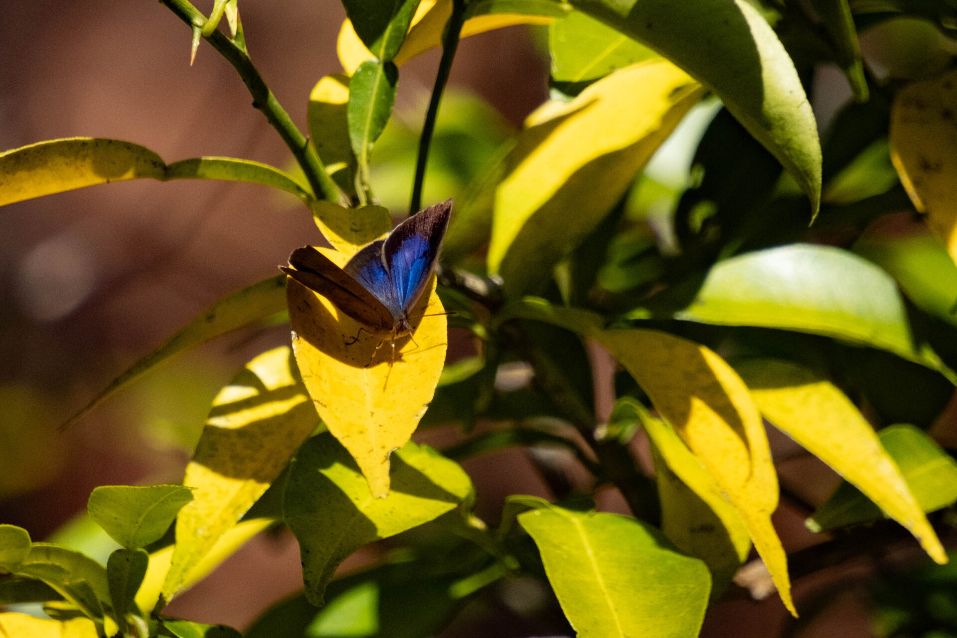 フォトギャラリー：ムラサキシジミ - (5)