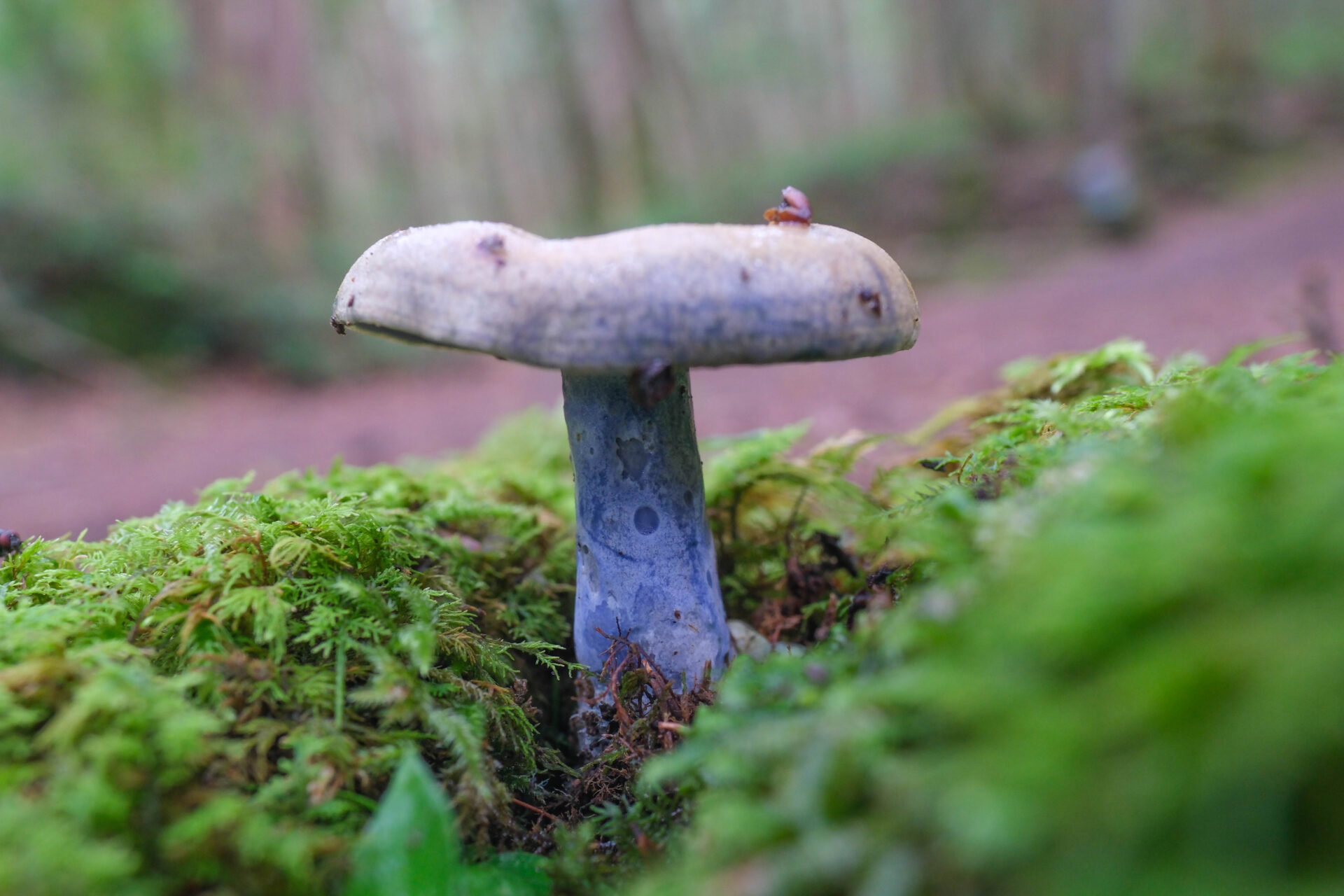 フォトギャラリー：ルリハツタケ