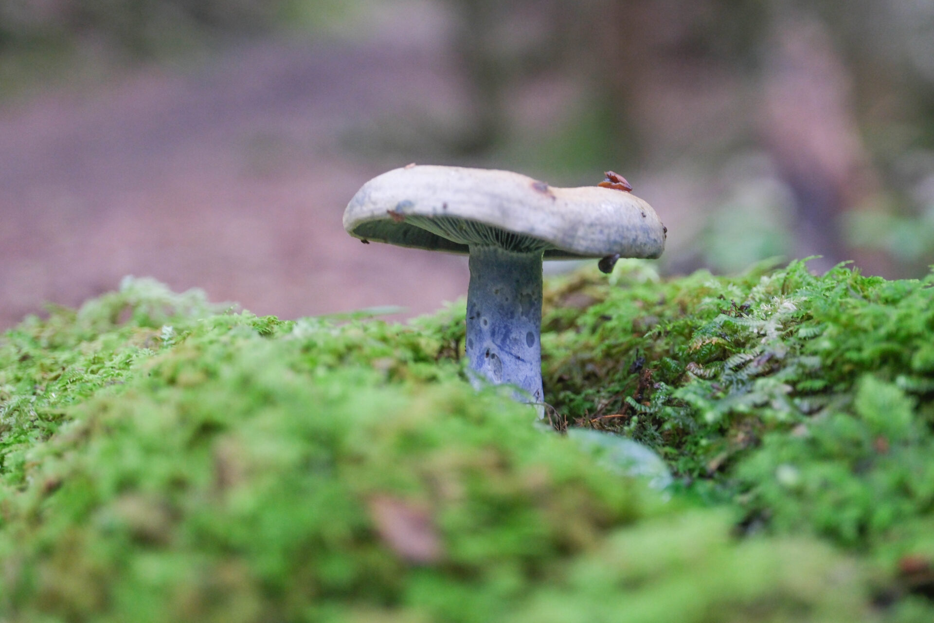 フォトギャラリー：ルリハツタケ - (2)