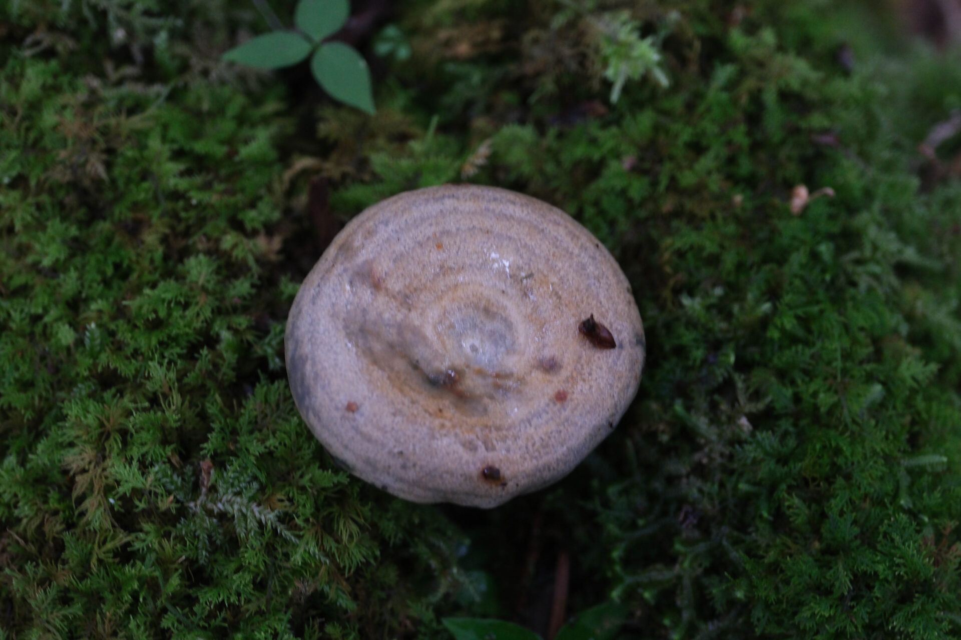 フォトギャラリー：ルリハツタケ - (3)