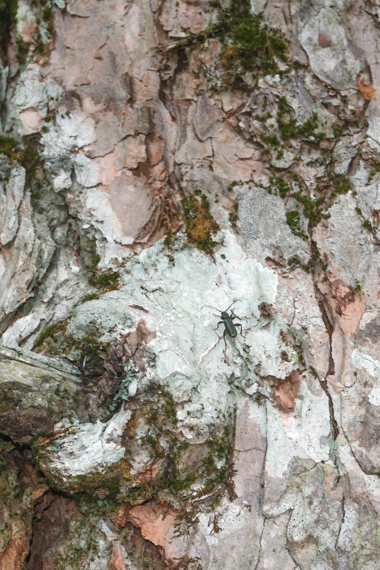 フォトギャラリー：ミドリヒメスギカミキリ - (3)