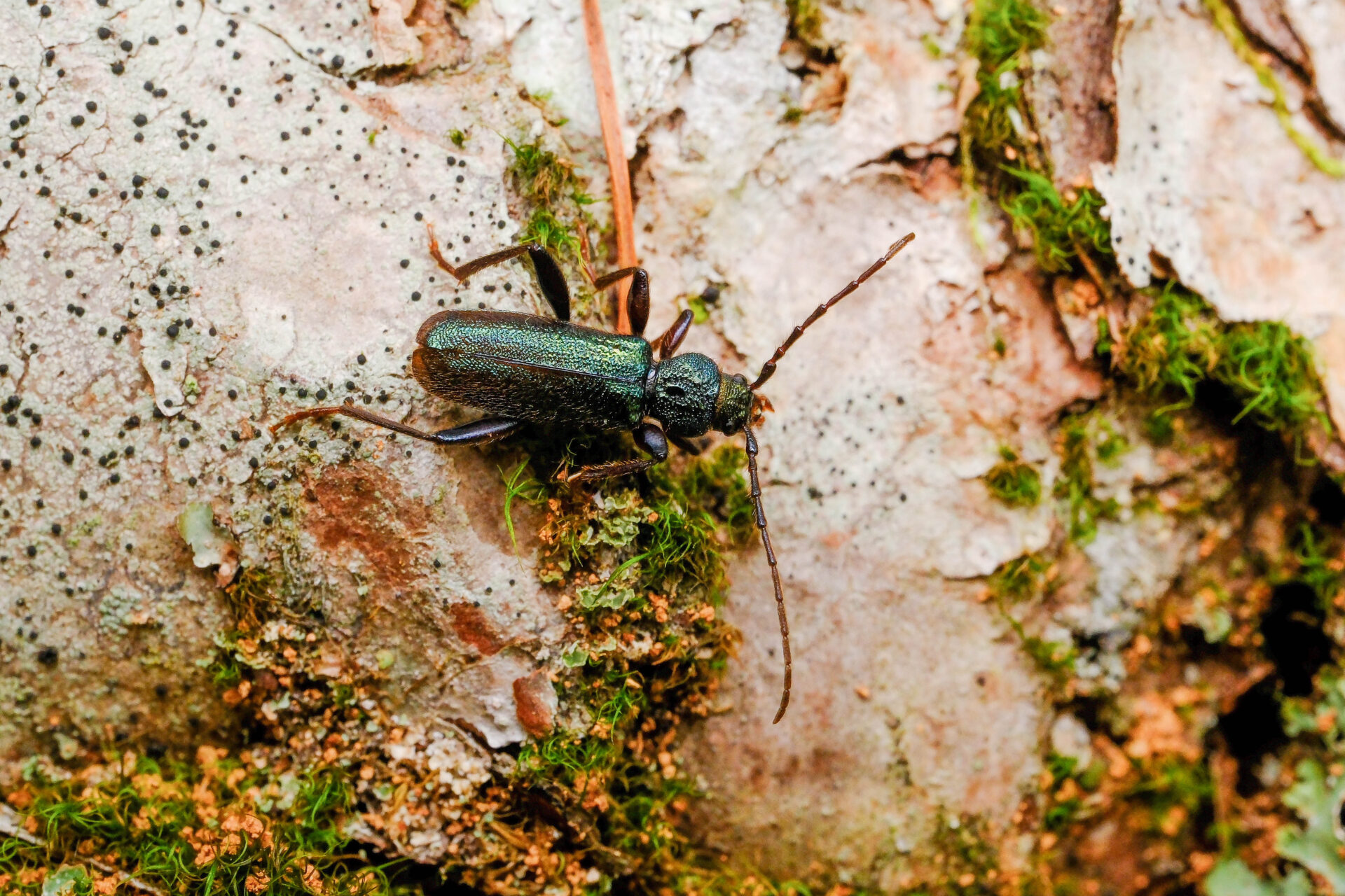 フォトギャラリー：ミドリヒメスギカミキリ - (4)