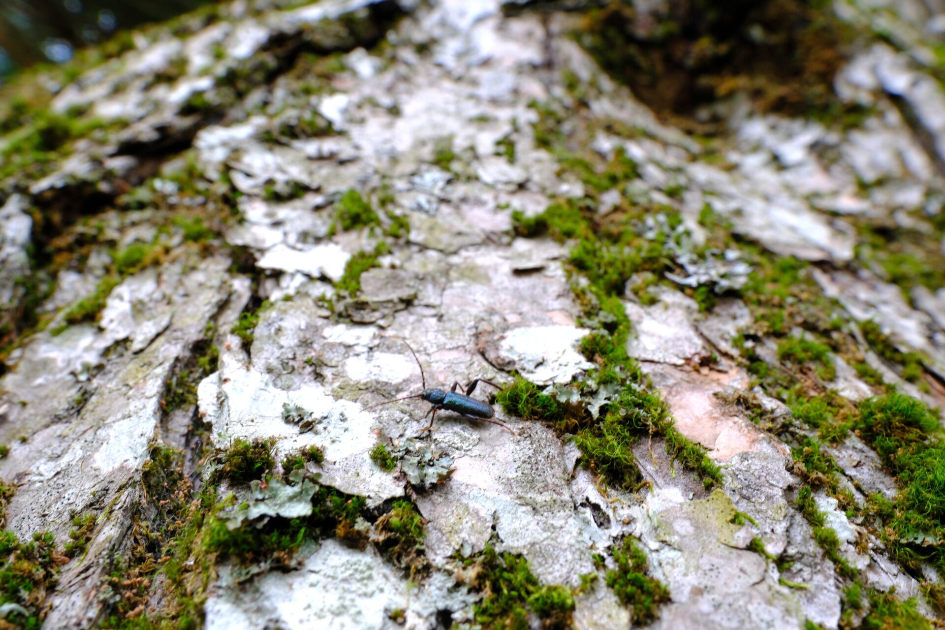 フォトギャラリー：ミドリヒメスギカミキリ - (5)