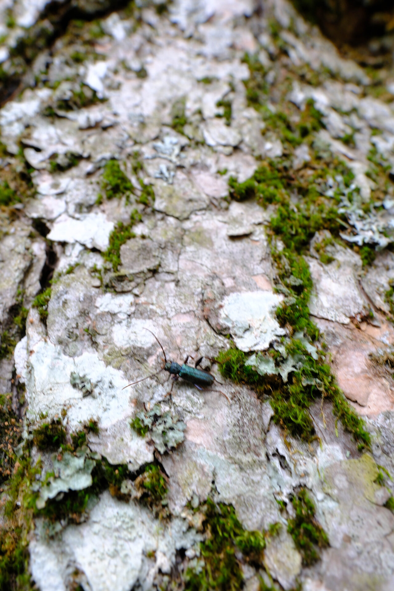 フォトギャラリー：ミドリヒメスギカミキリ - (6)