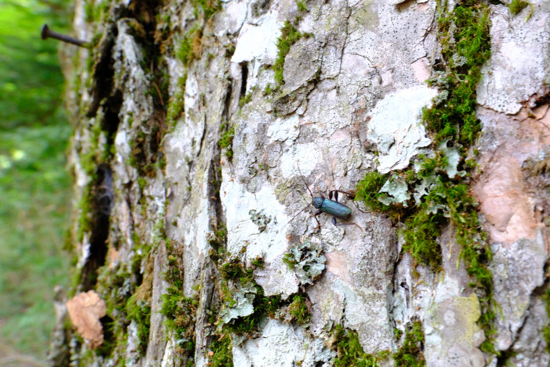 フォトギャラリー：ミドリヒメスギカミキリ - (7)
