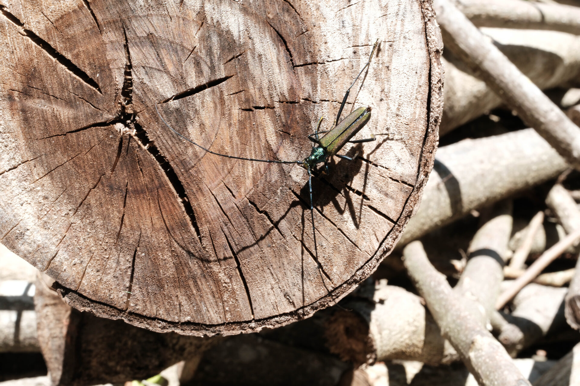 フォトギャラリー：オオアオカミキリ - (2)