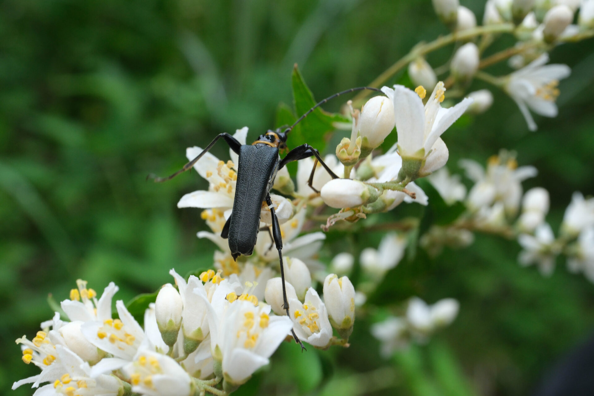 フォトギャラリー：フタコブルリハナカミキリ