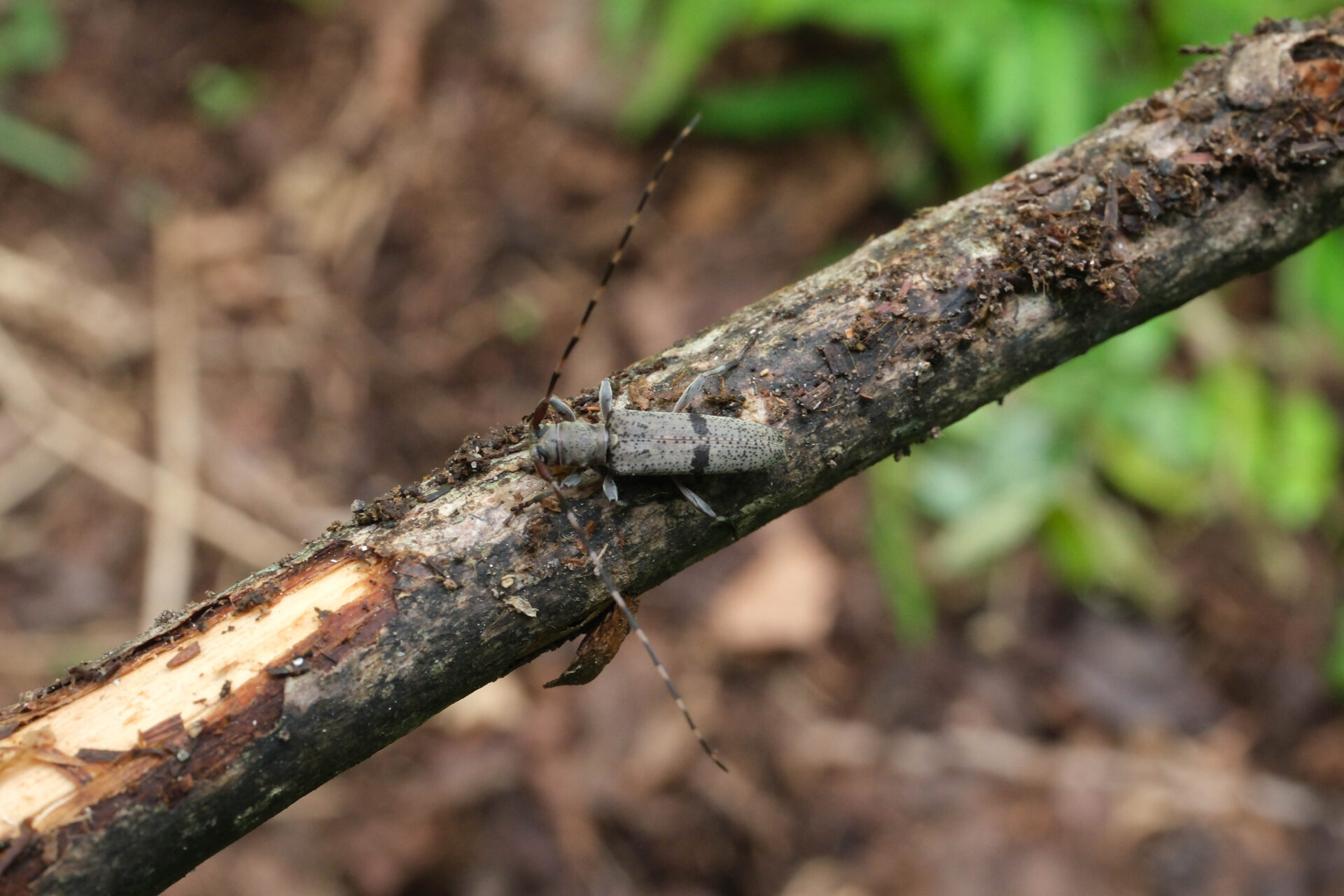 フォトギャラリー：トゲバカミキリ - (2)