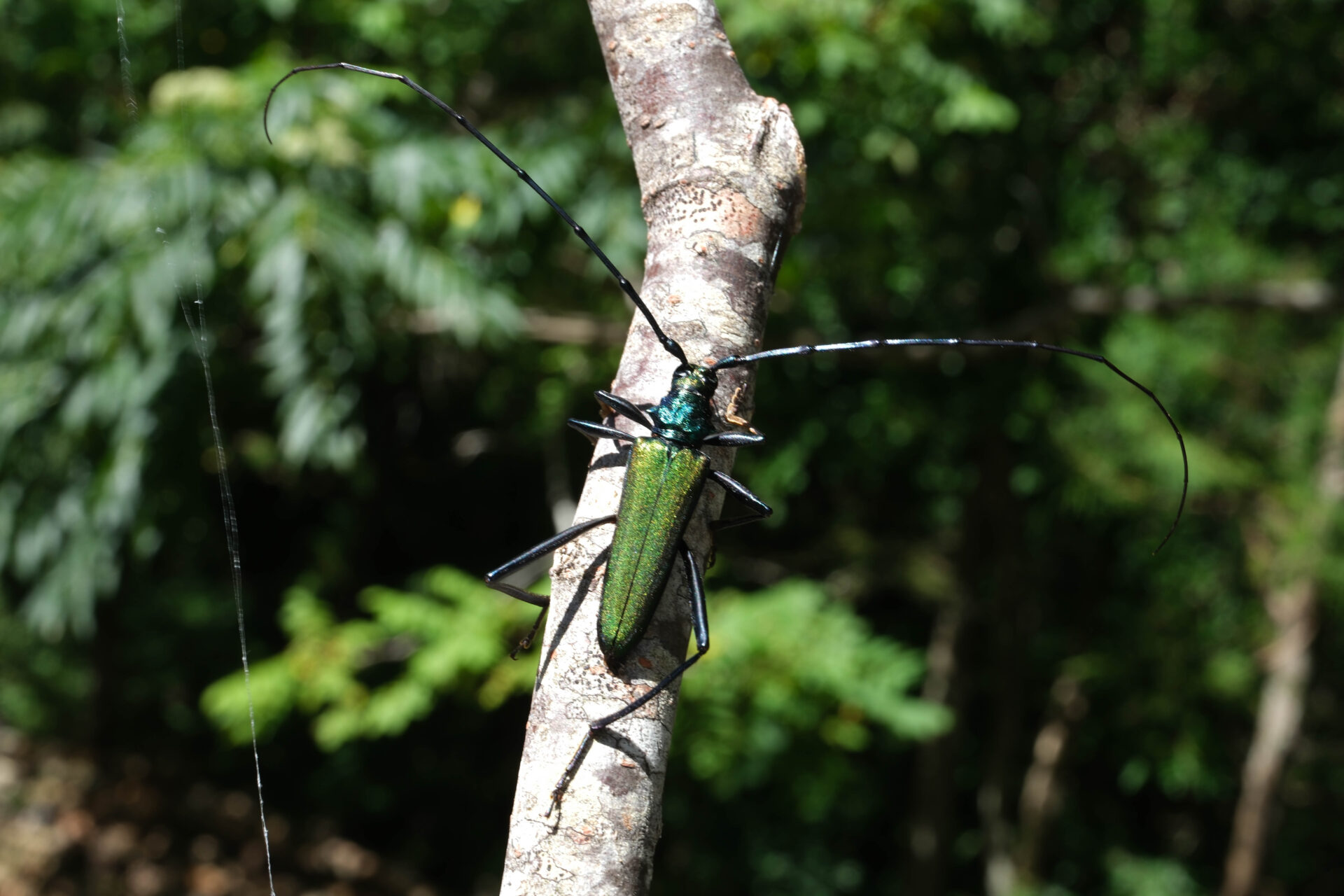 フォトギャラリー：オオアオカミキリ - (3)