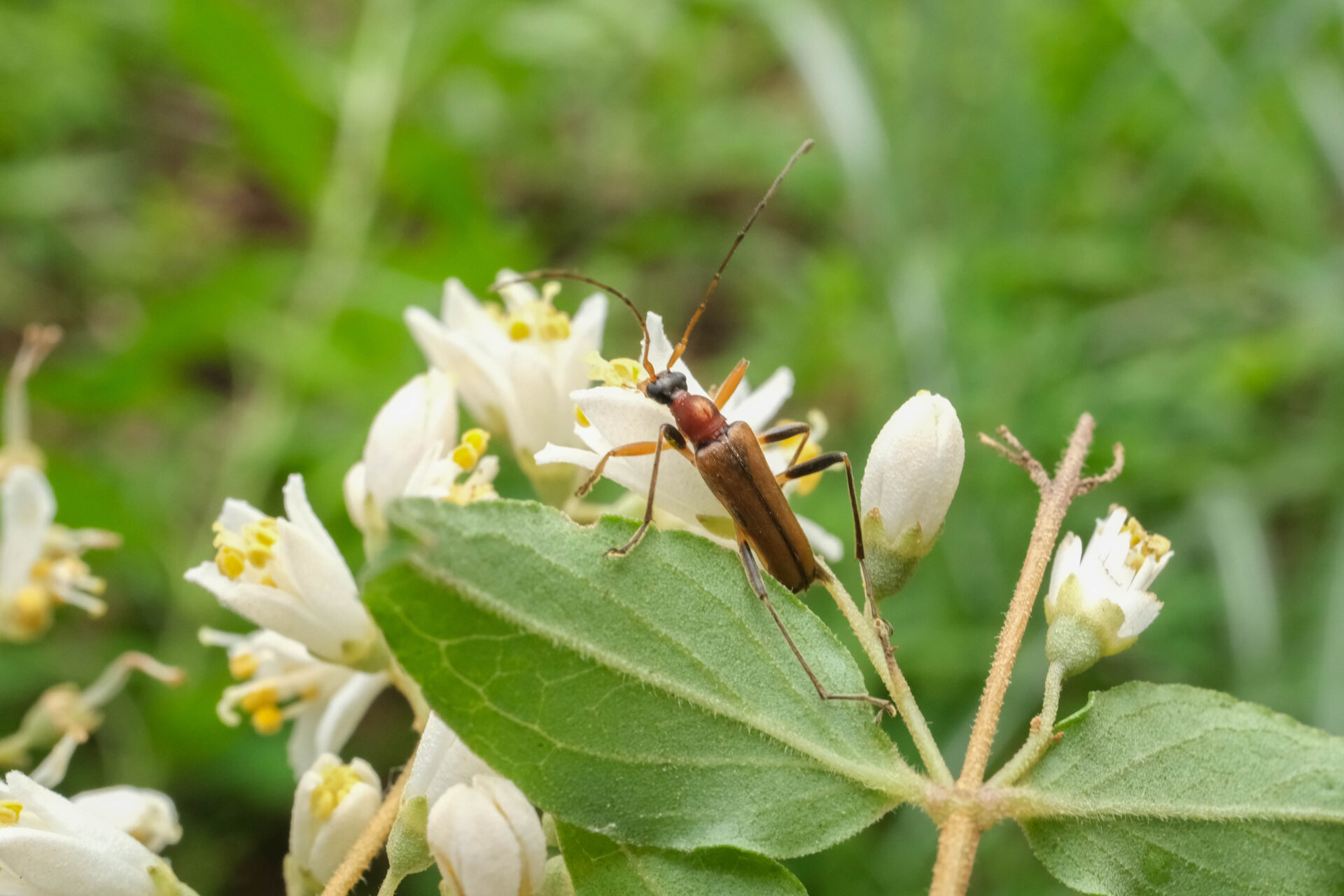 フォトギャラリー：キベリクロヒメハナカミキリ