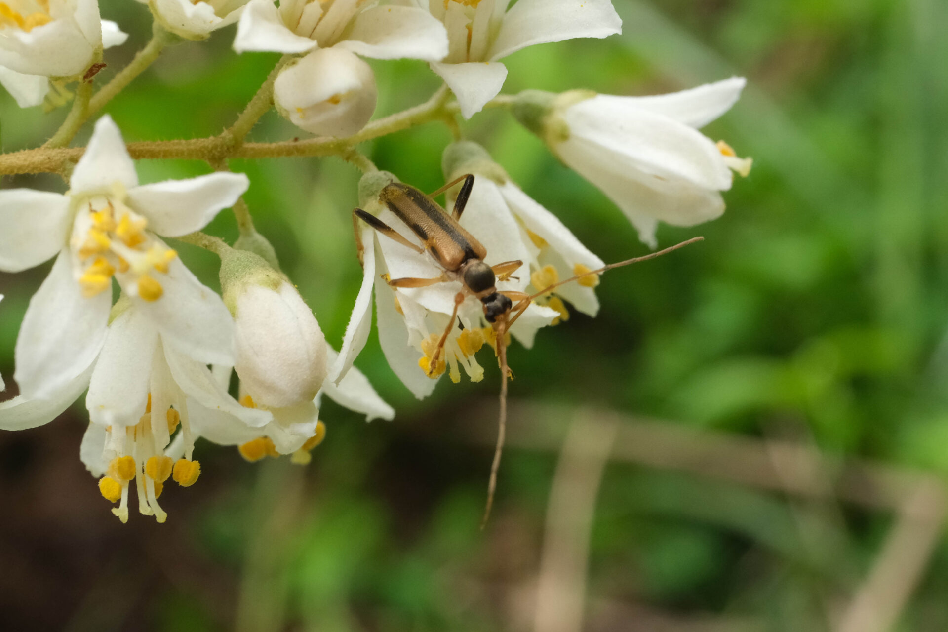 フォトギャラリー：オオヒメハナカミキリ