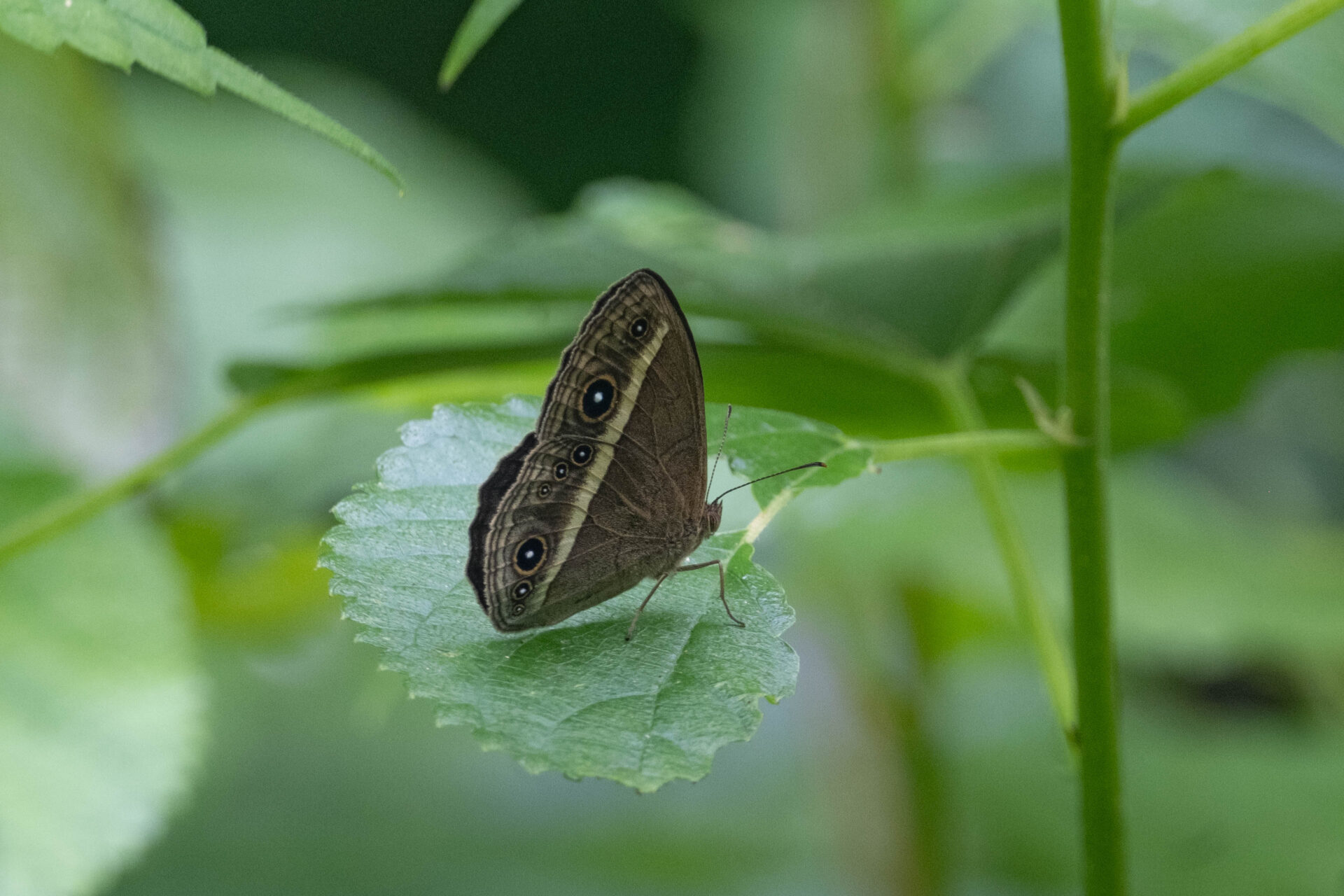 フォトギャラリー：マサキウラナミシジミ