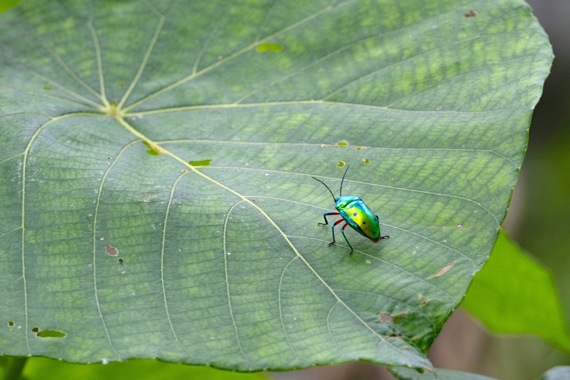 フォトギャラリー：ナナホシキンカメムシ - (7)