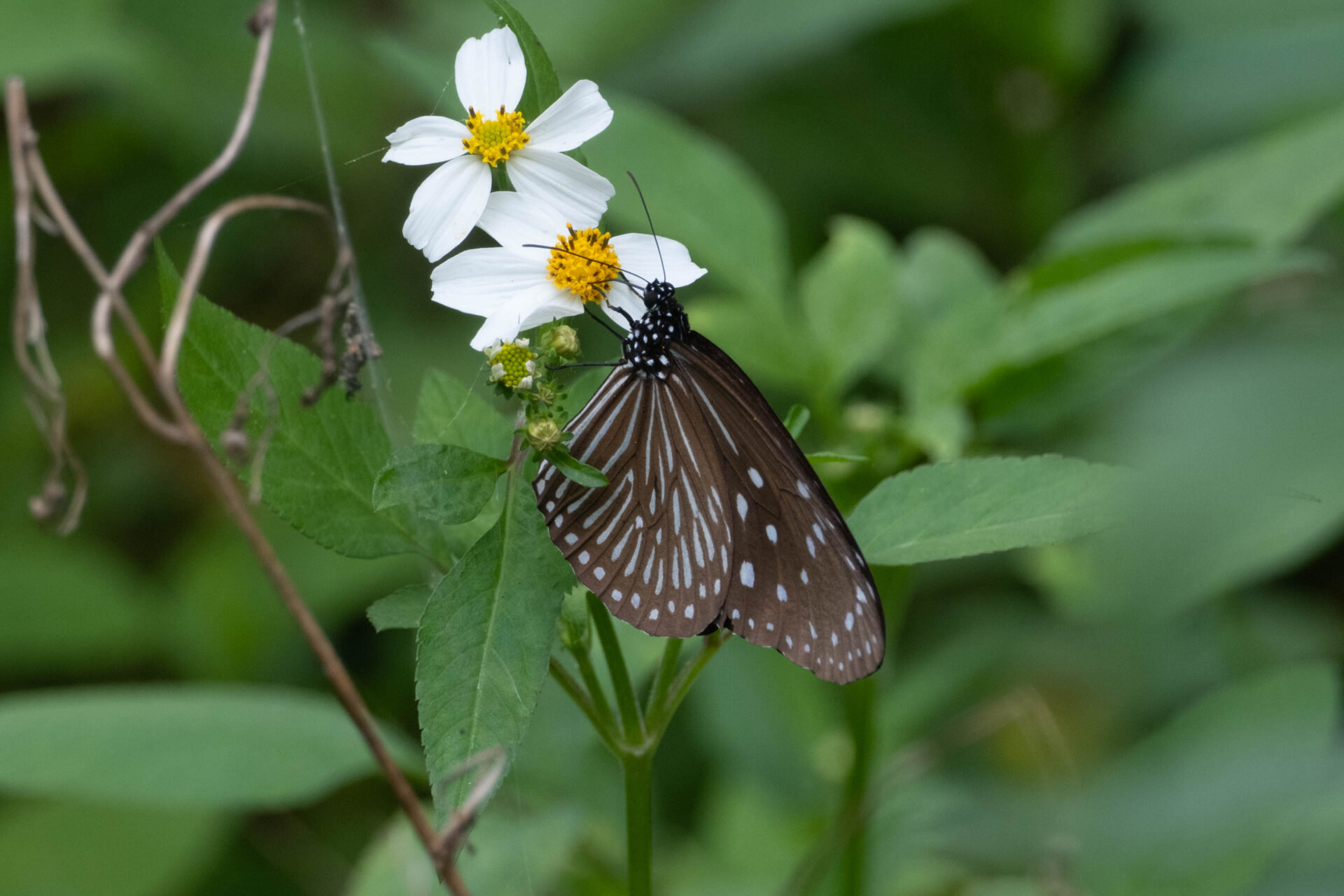 フォトギャラリー：ツマムラサキマダラ